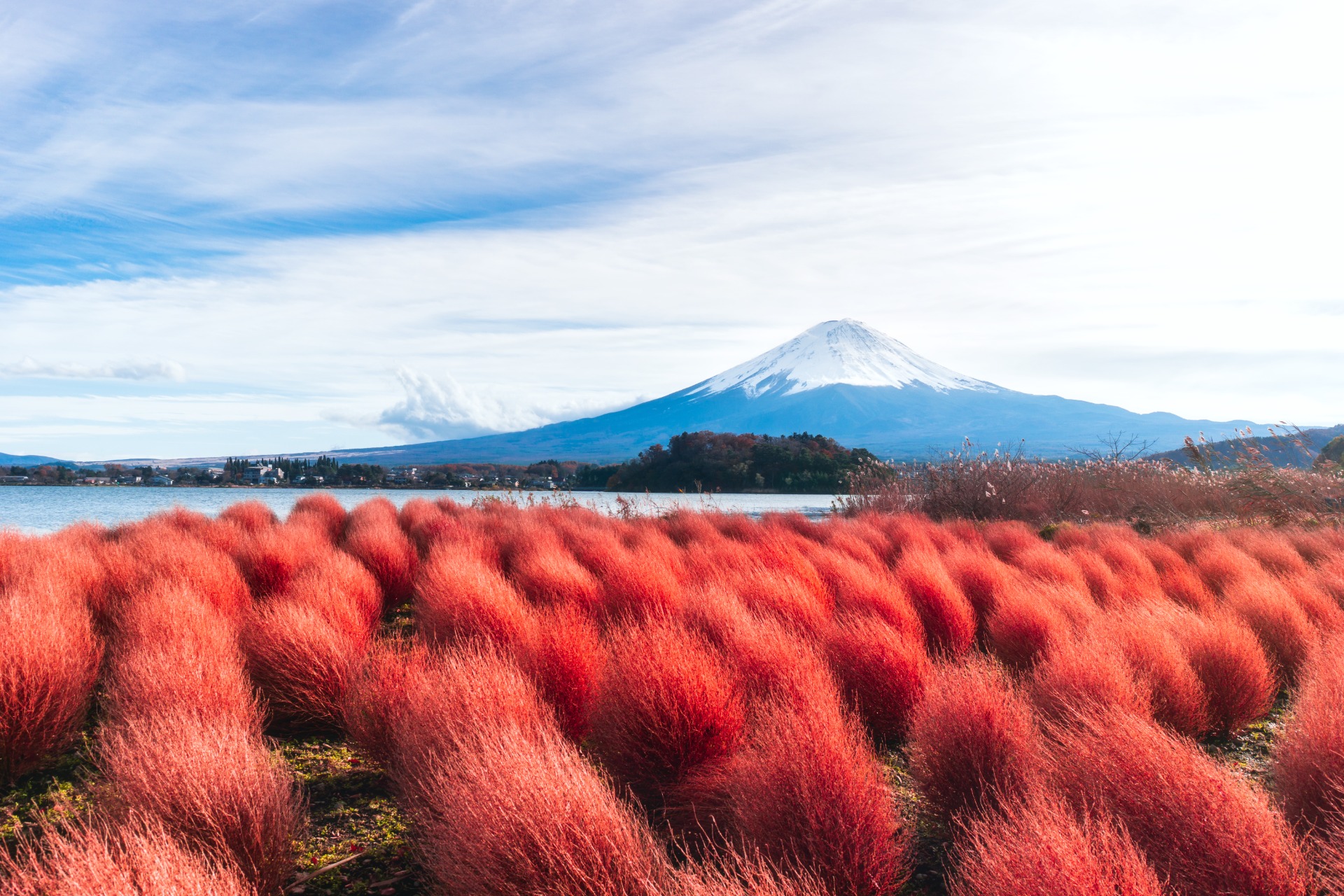 Campos rojos de kochia junto al lago Kawaguchi con el Monte Fuji