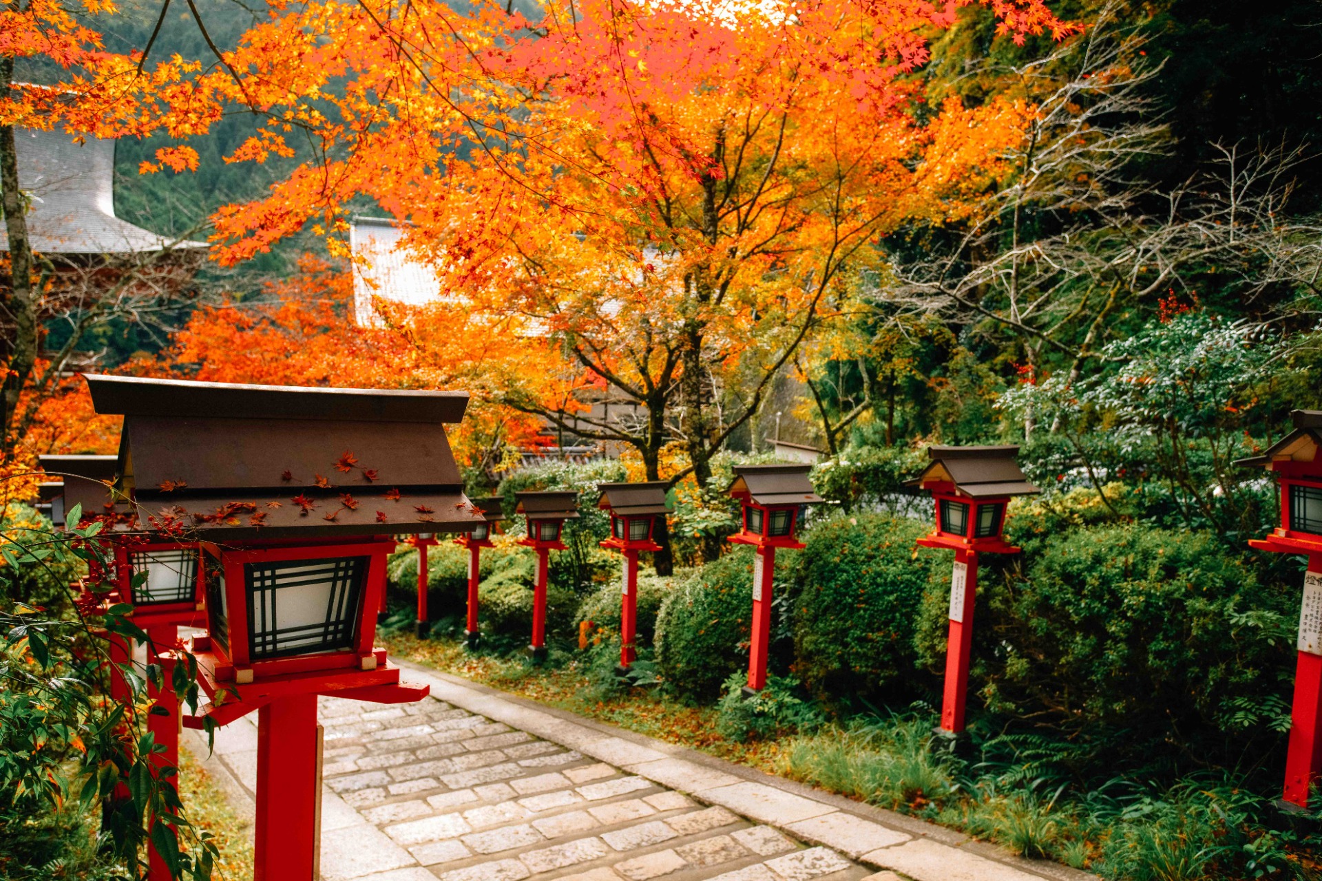 faroles rojos entre arces en Kurama en Kioto.