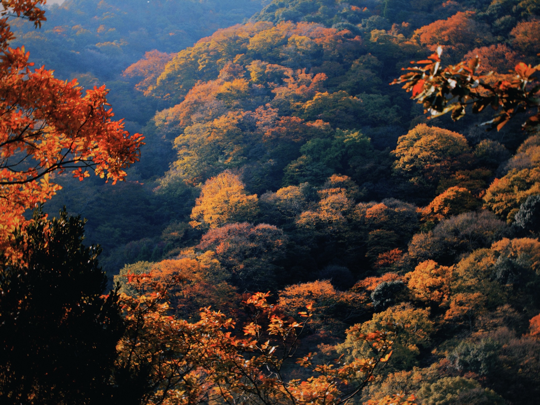 Bosque en plena temporada de momiji