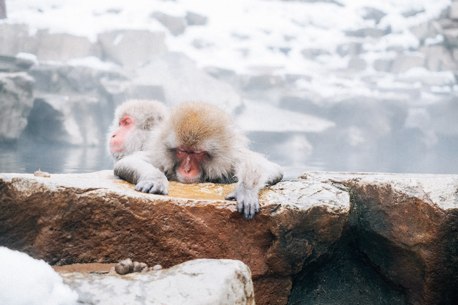 Macacos japoneses en el parque de Jigokudani