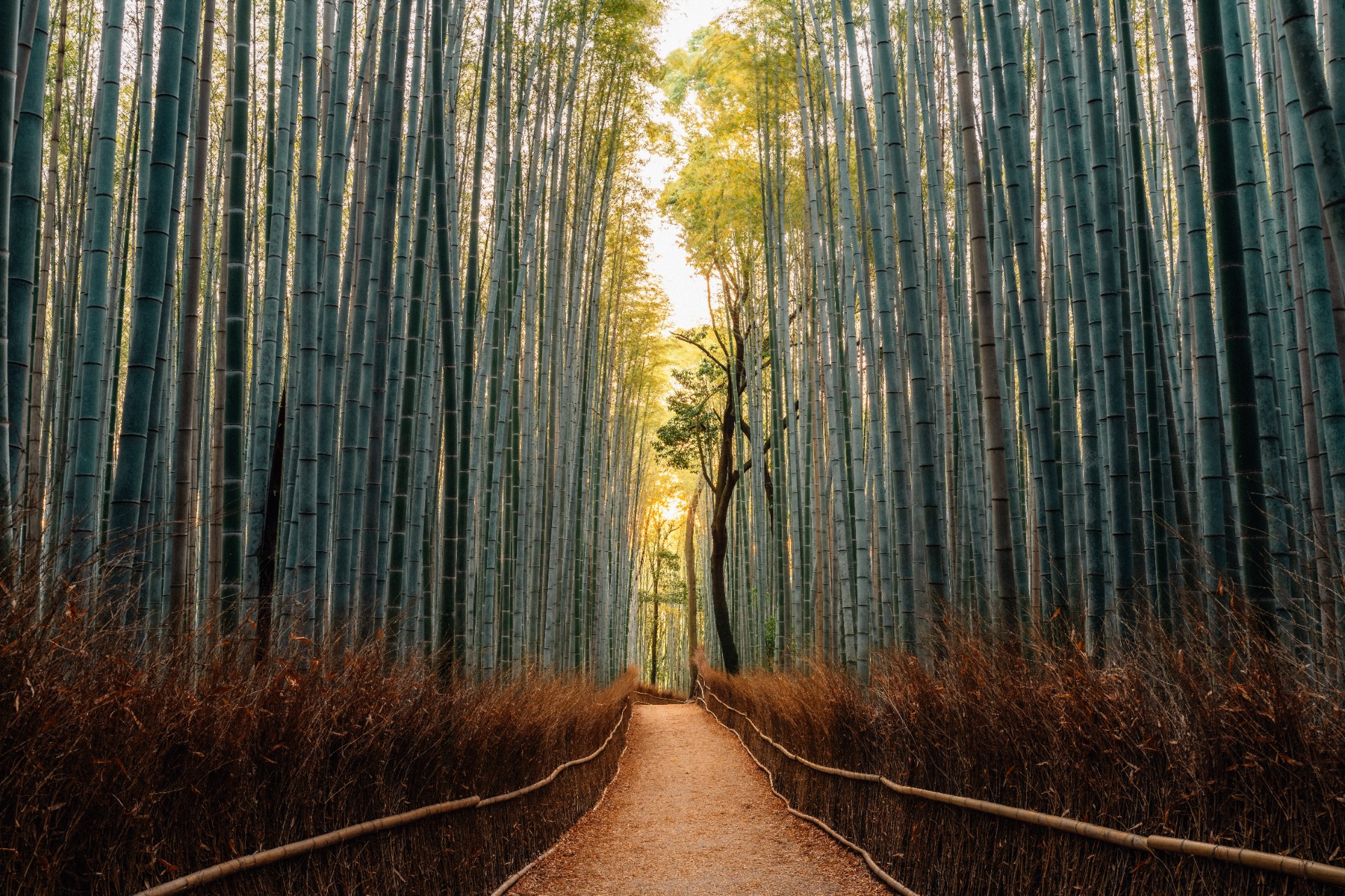 Bosque de bambú de Arashiyama