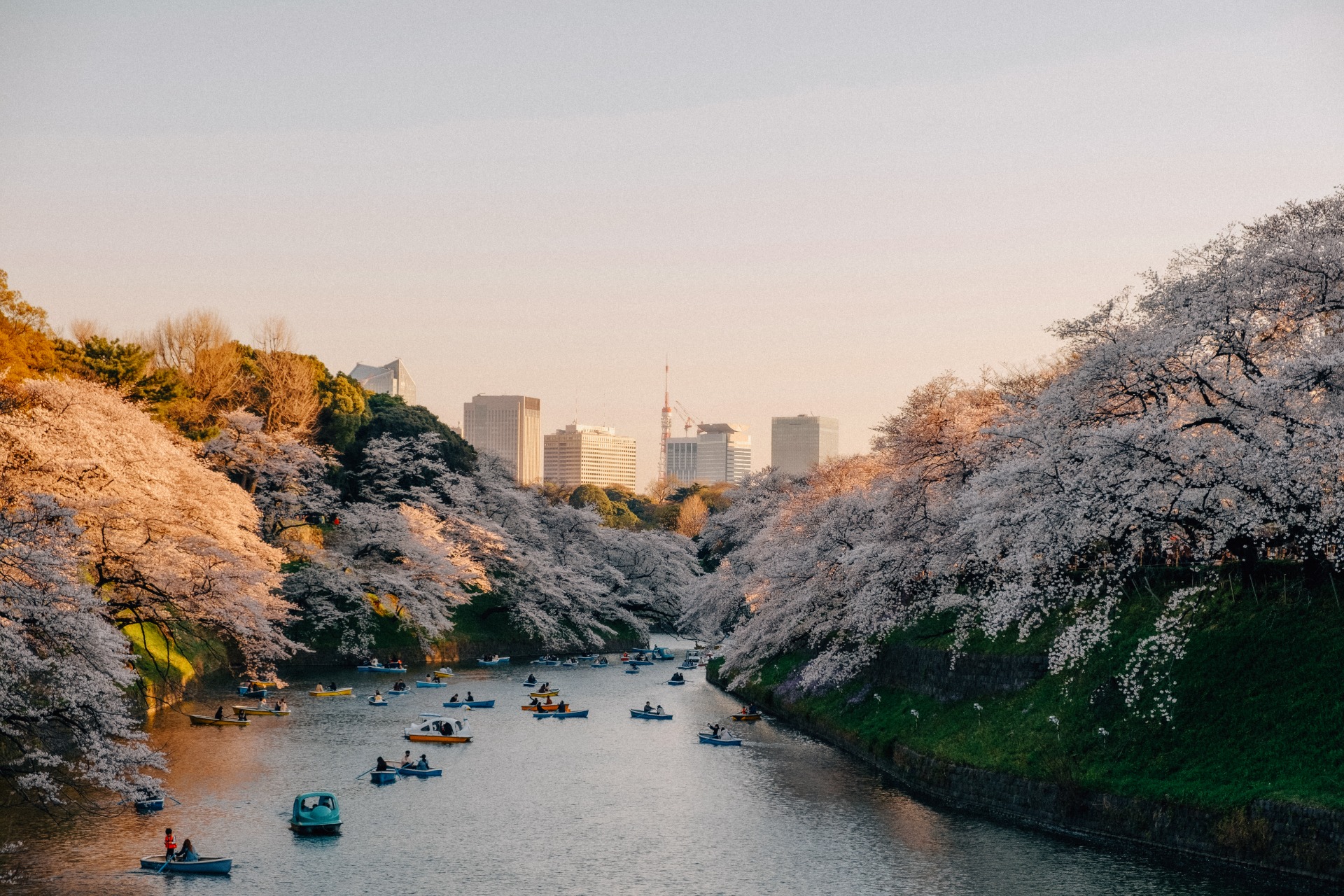 Grupos de personas disfrutan del sakura desde el agua