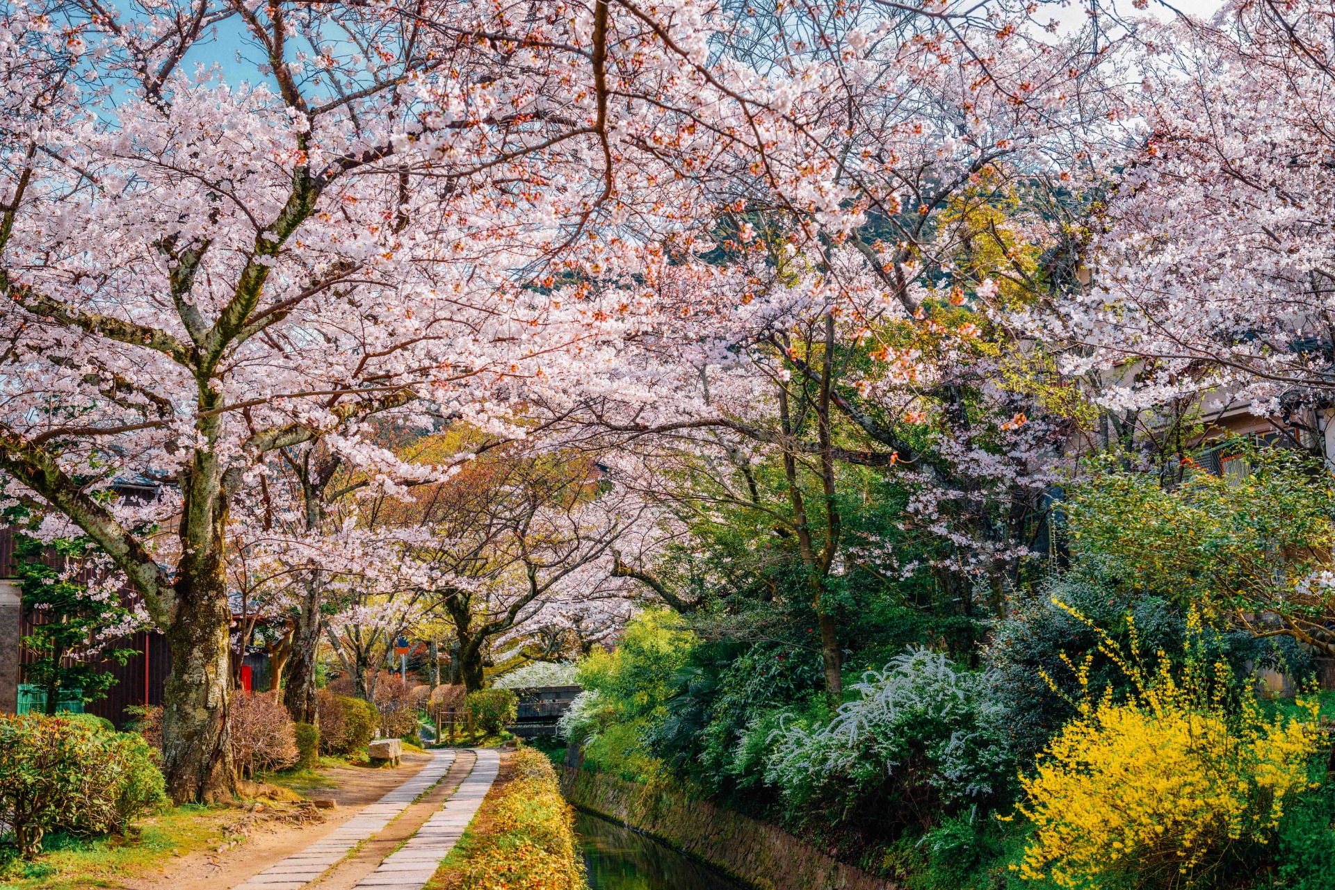 El paseo del filósofo en Kioto en la temporada de sakura