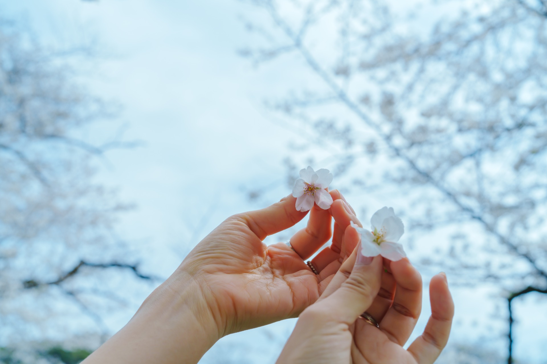 Detalle de una flor de cerezo durante la temporada de sakura