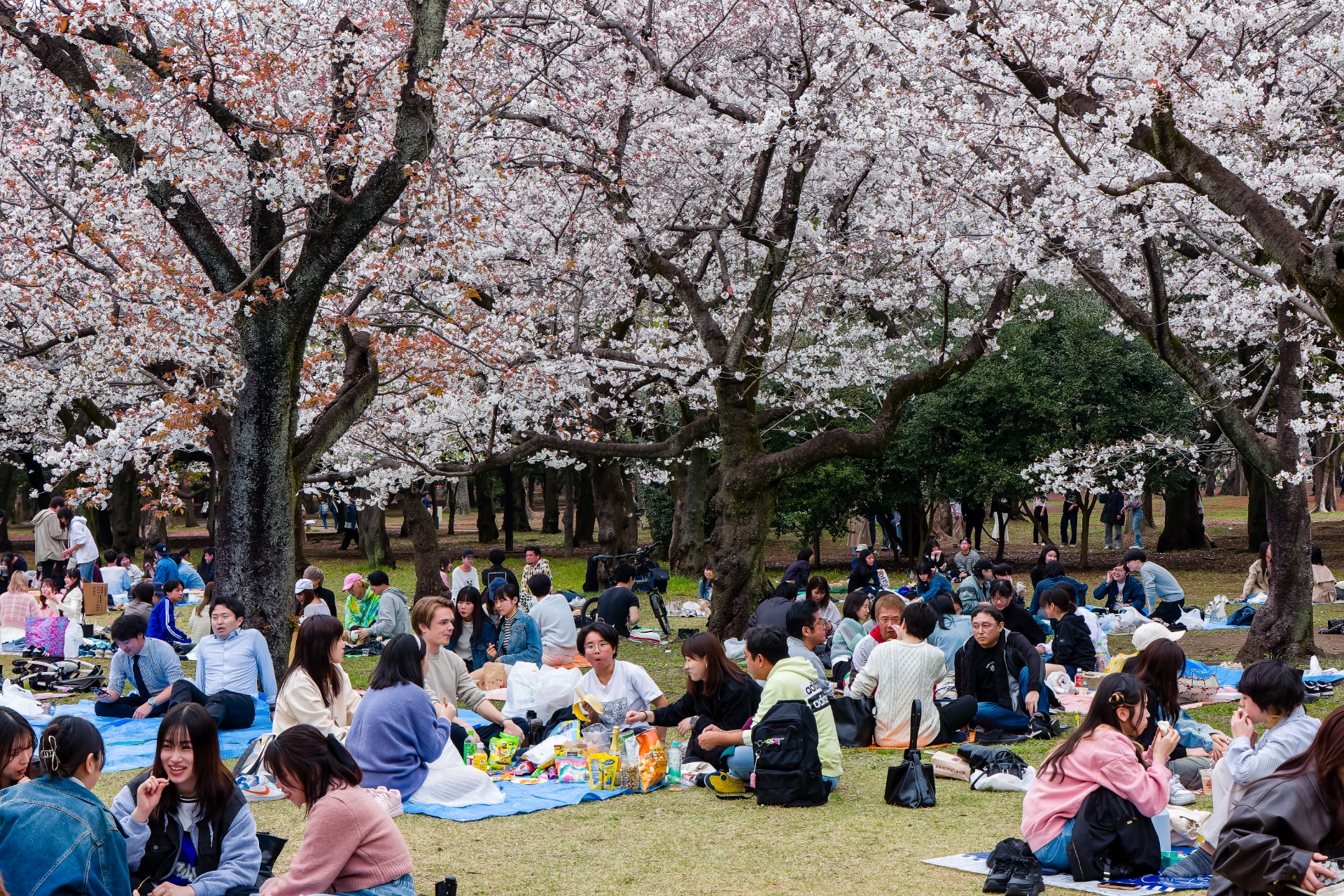 Grupos de personas disfrutan de un picnic bajo los cerezos en flor