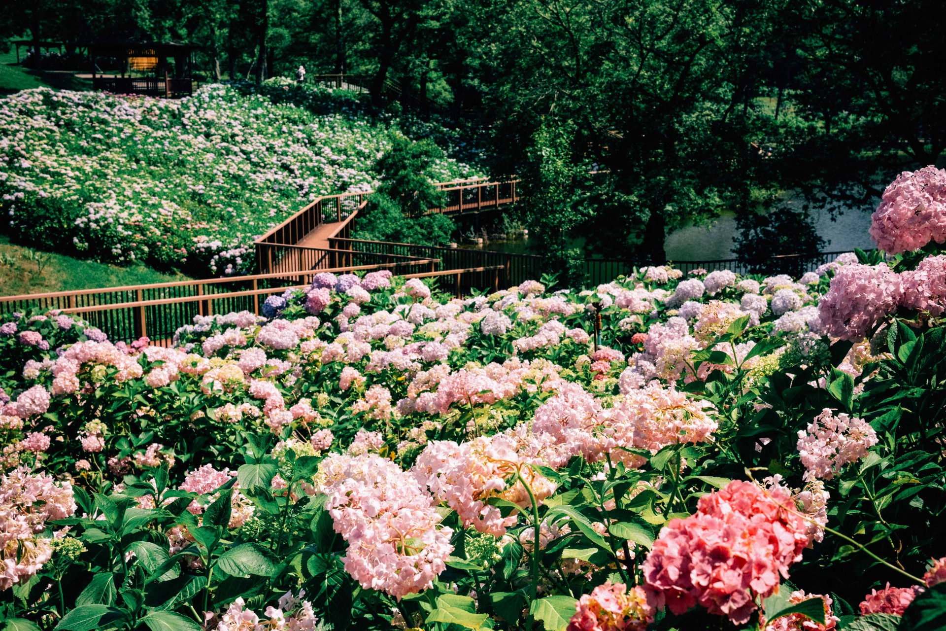 Hortensias en flor 