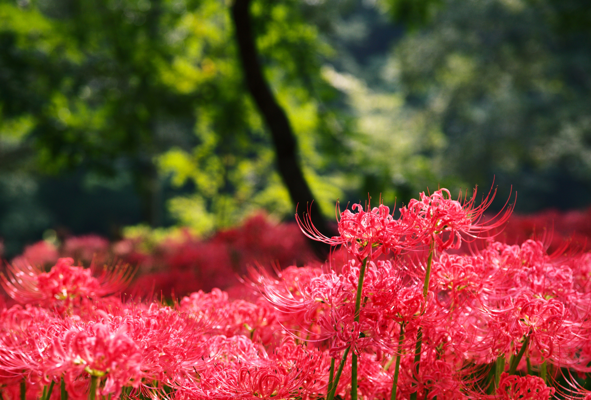 Flores higanbana en septiembre