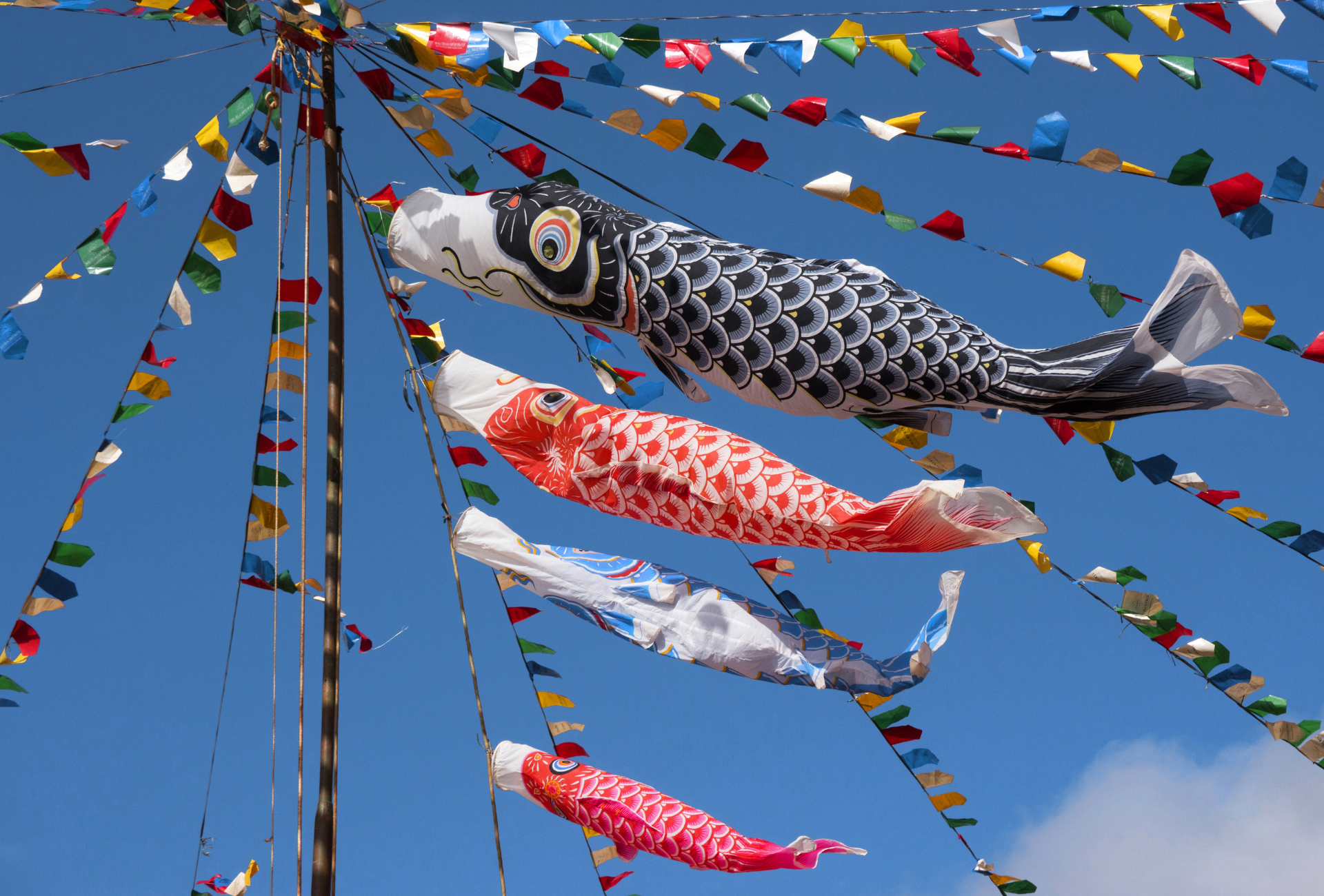 koinobori al viento durante la Golden Week