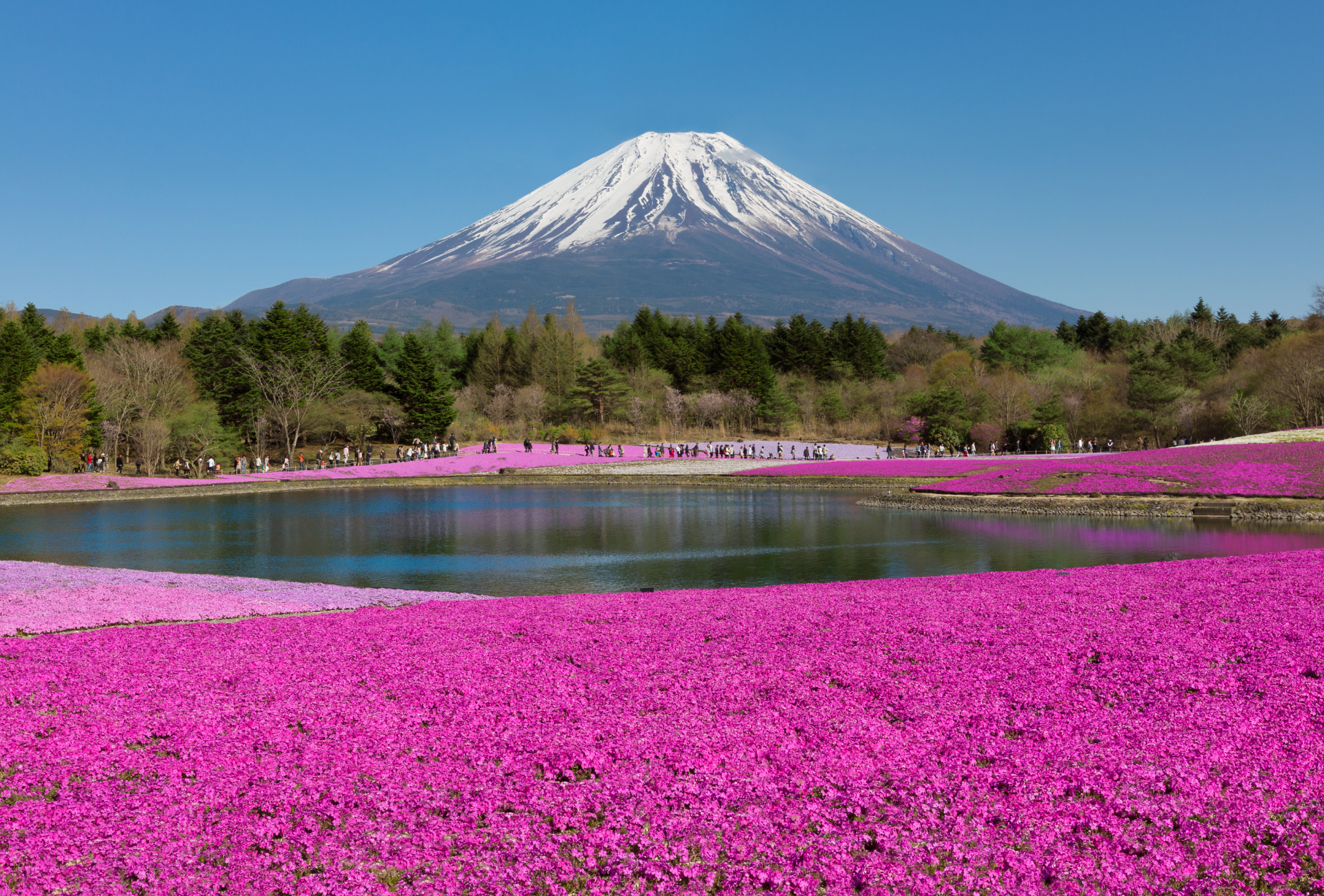 Campos de Shibazakura frente al monte Fuji