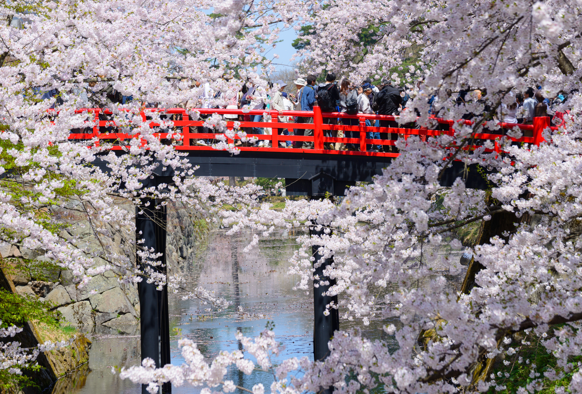 Cerezos en el parque Hirosaki