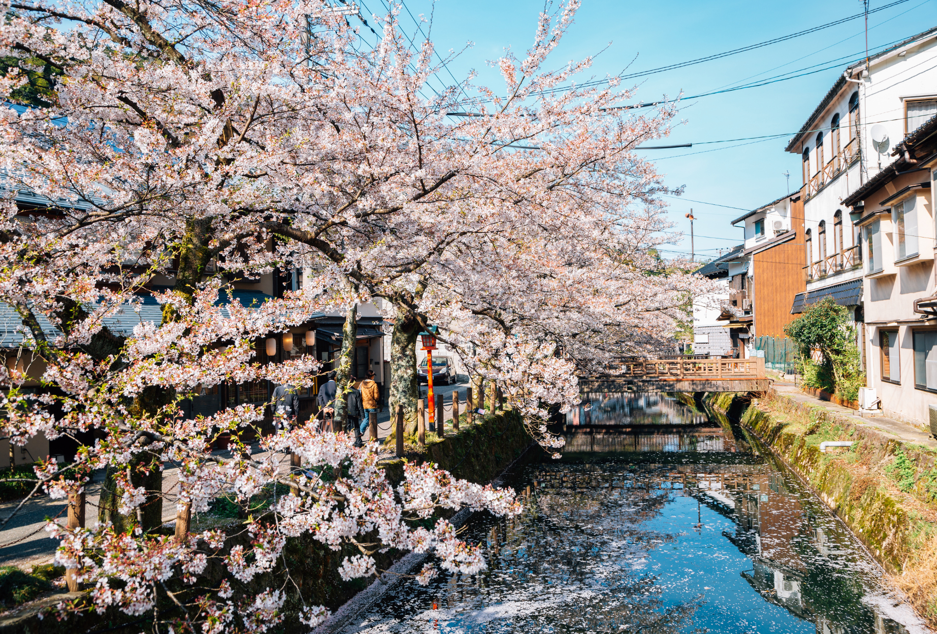 Kinosaki con los cerezos en flor