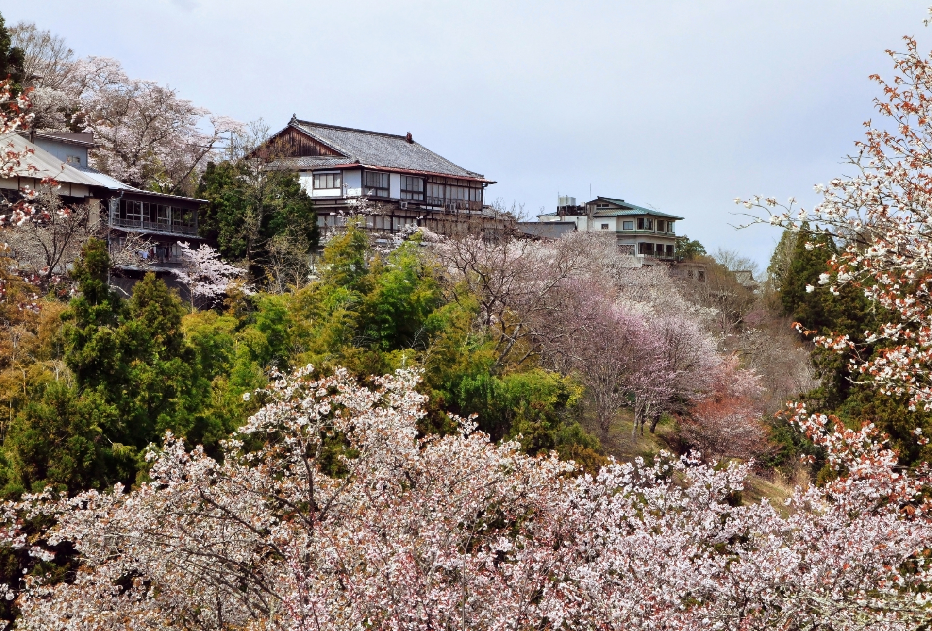 Monte Yoshino