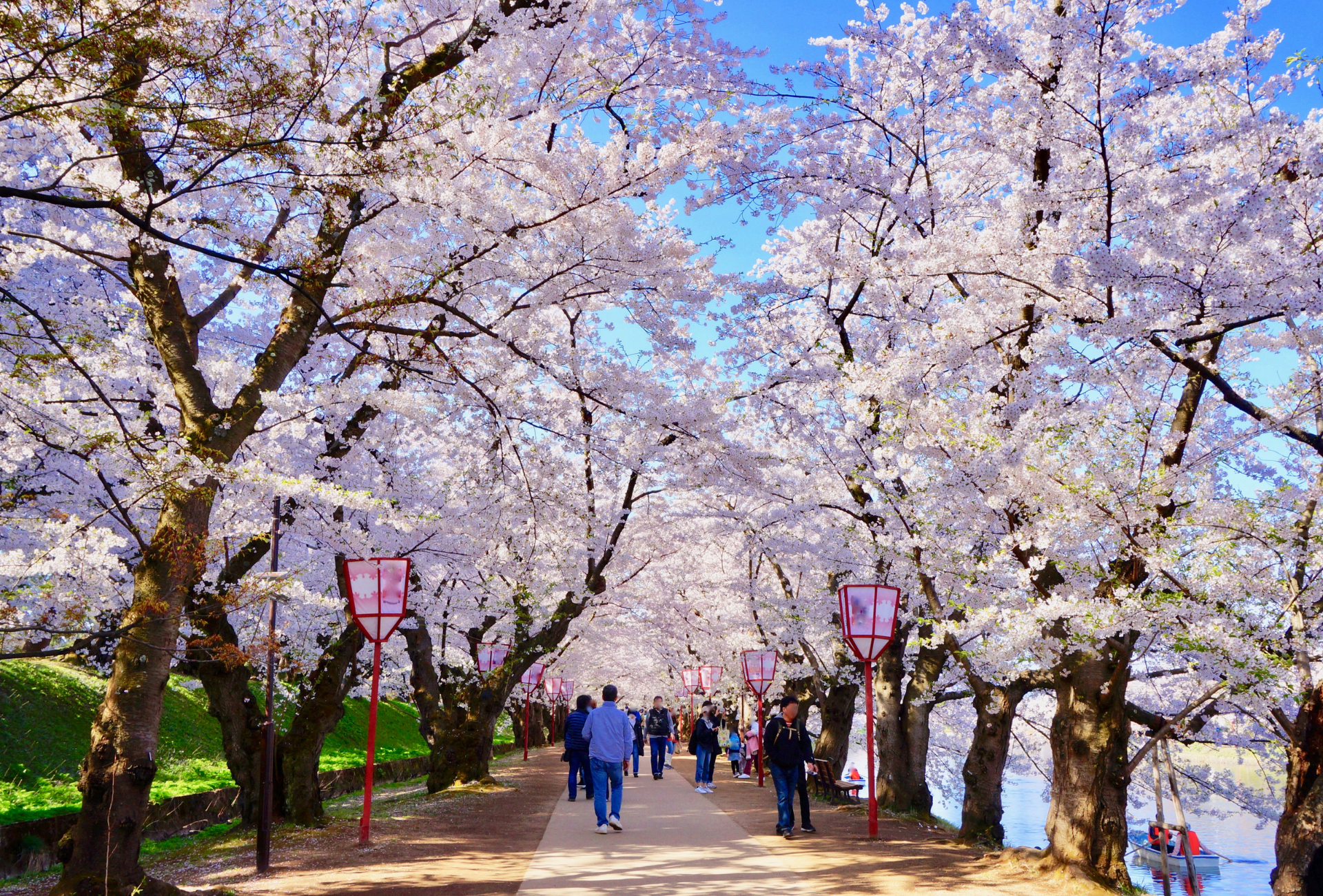 Paseo bajo los cerezos en Hirosaki