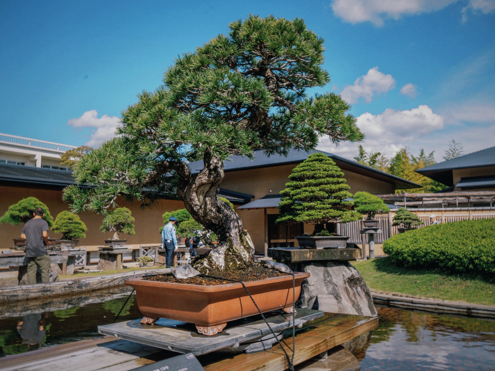 Bonsai en el Omiya Bonsai Art Museum