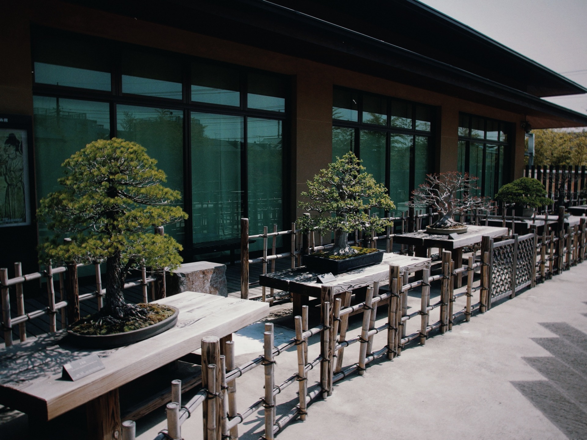 Bonsái estilo chokkan en exposición al aire libre en Omiya Bonsai Art Museum