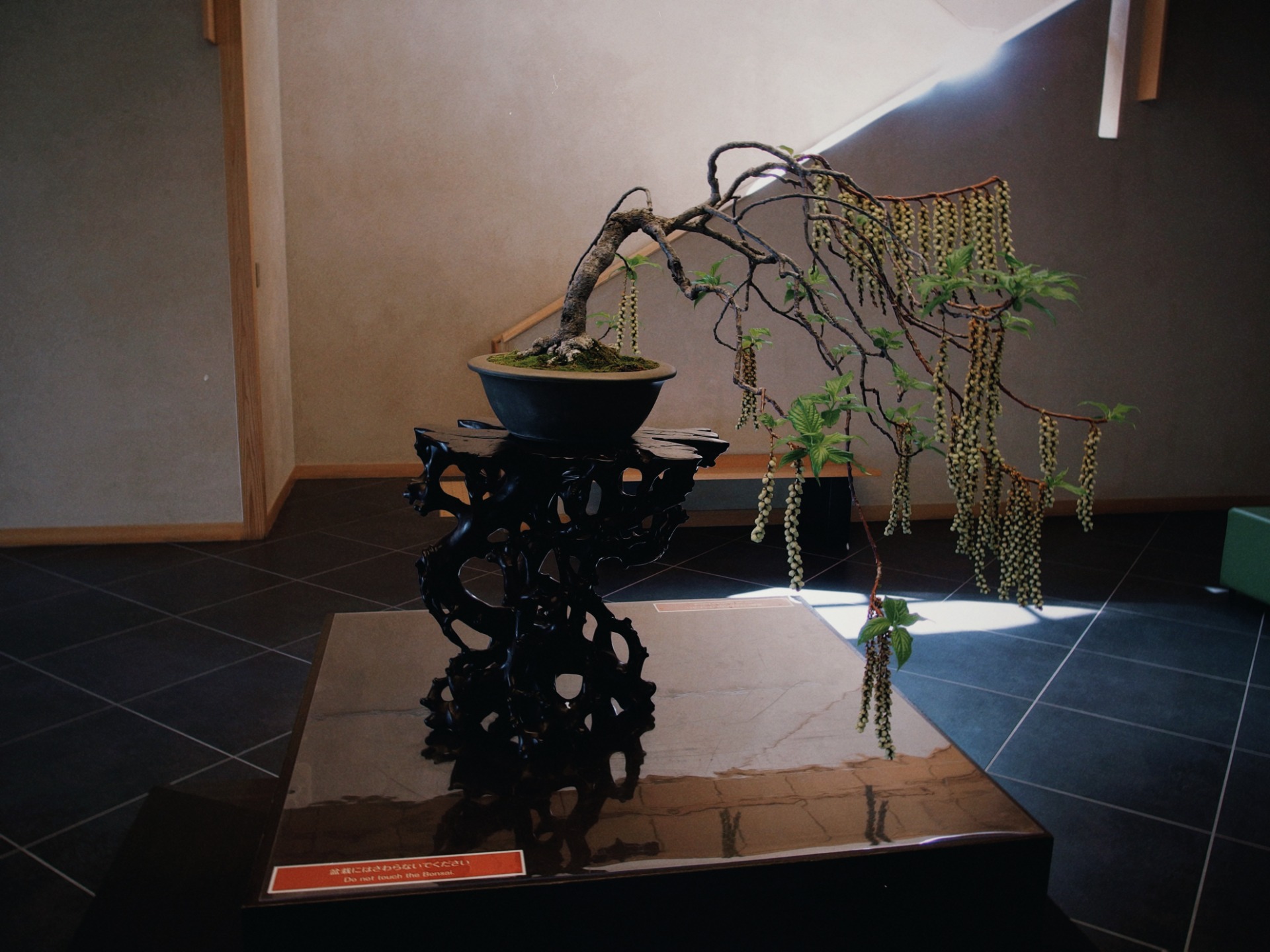 Bonsái estilo han-kengai en exposición interior