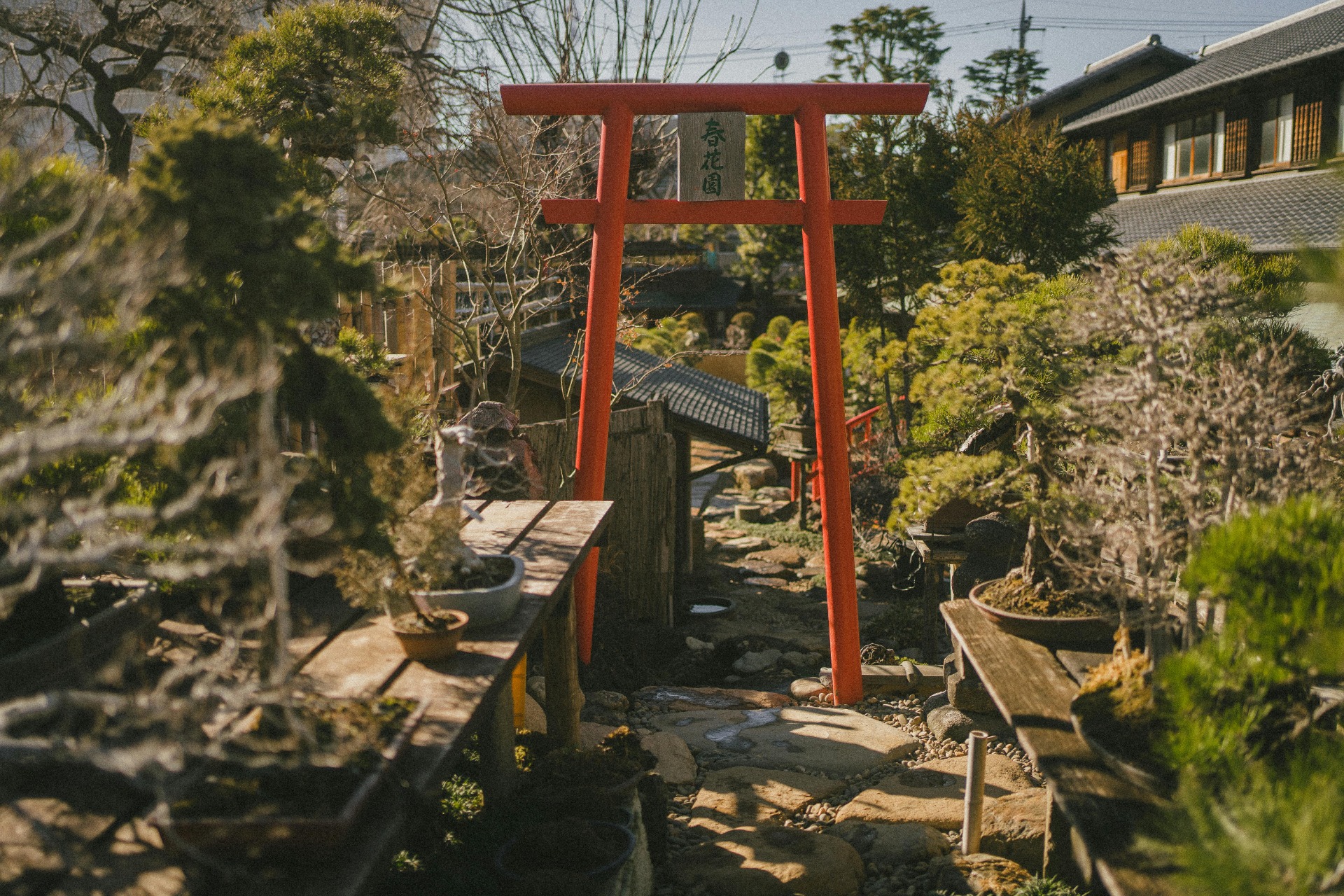Jardín japonés con bonsáis y un torii rojo