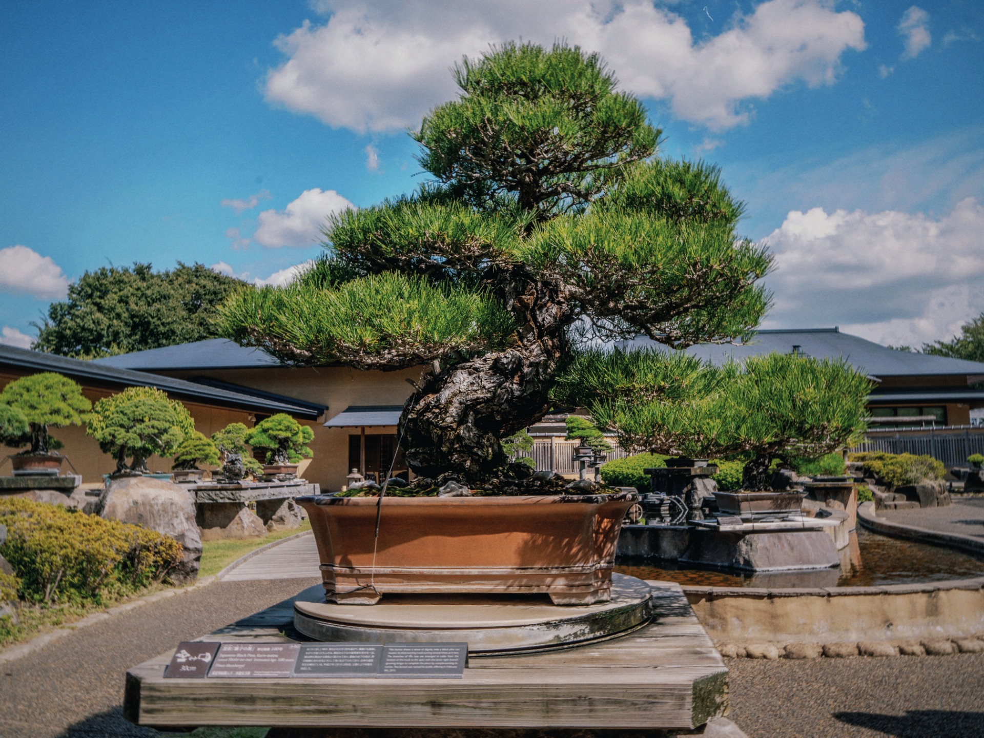 Bonsái estilo moyogi en el Omiya Bonsai Art Museum