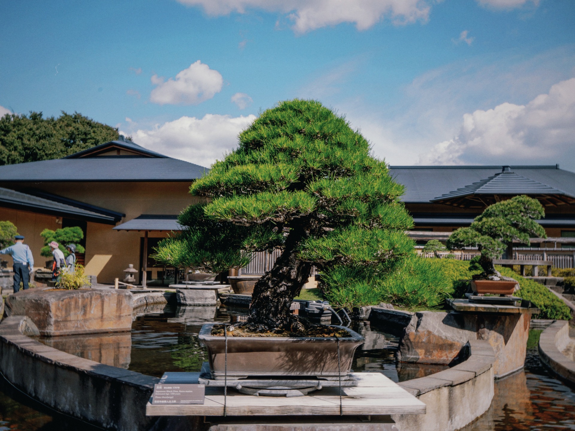 Bonsái centenario expuesto en el jardín del Museo del Bonsái Omiya