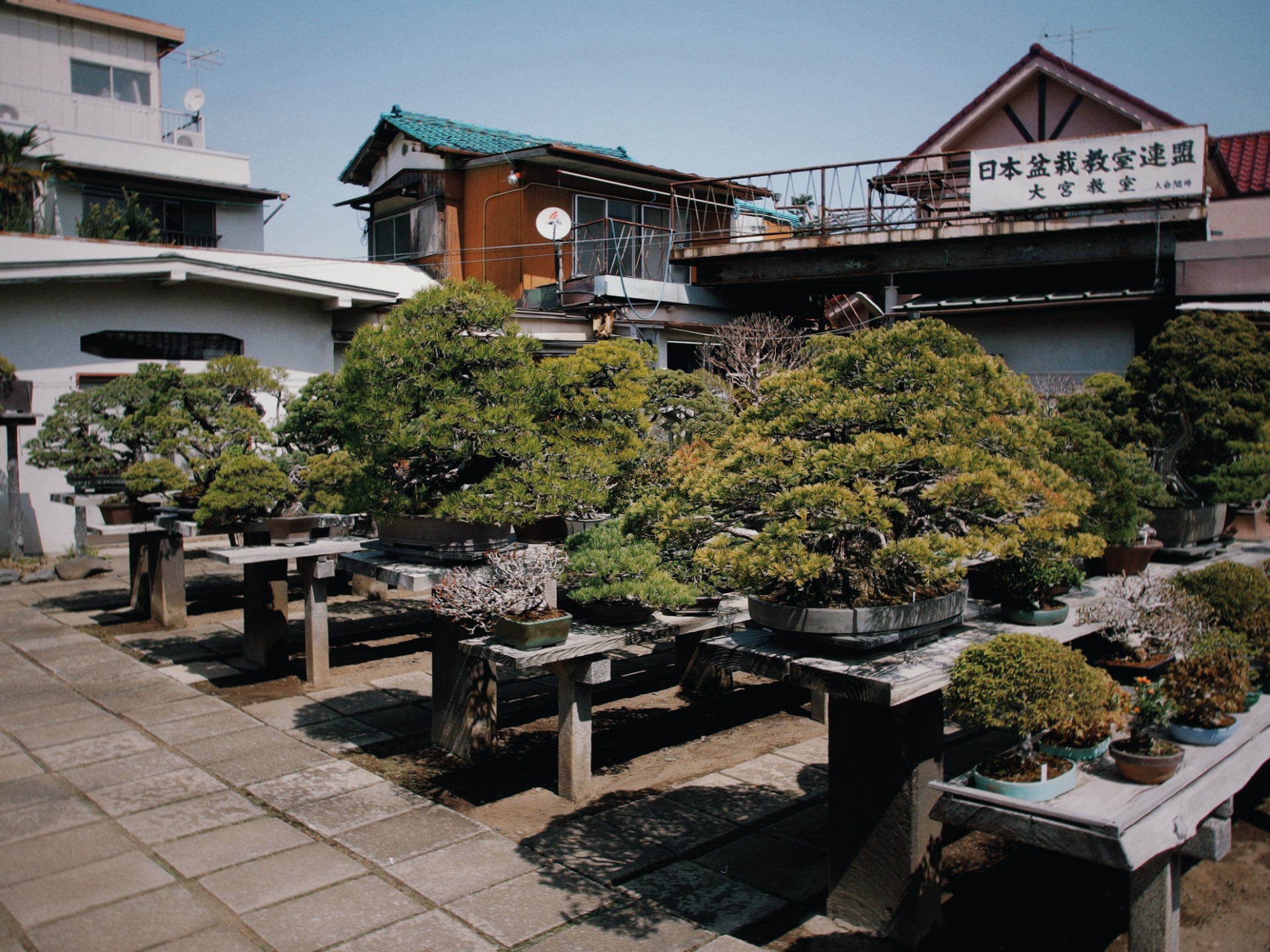 bonsáis expuestos al aire libre en el Bonsai Village de Omiya