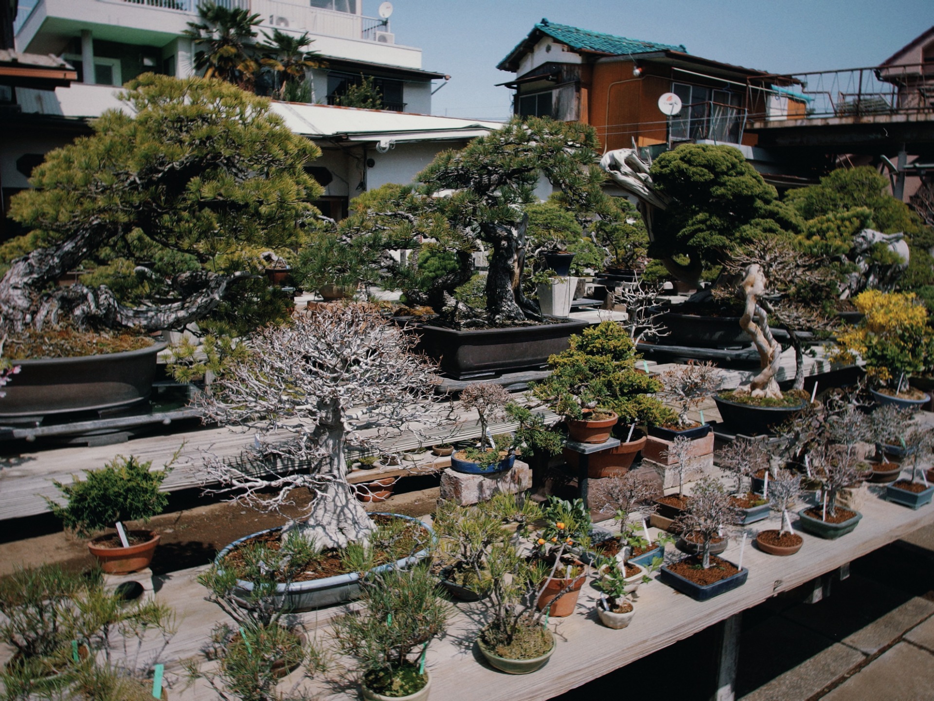 bonsáis en mesas de cultivo en el Bonsai Village de Omiya