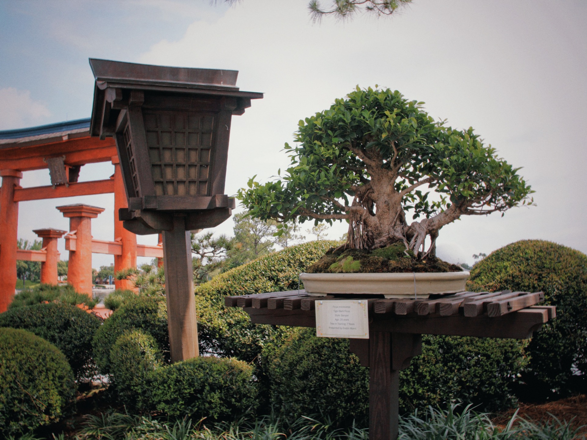Bonsái durante el Epcot International Flower & Garden Festival 2016