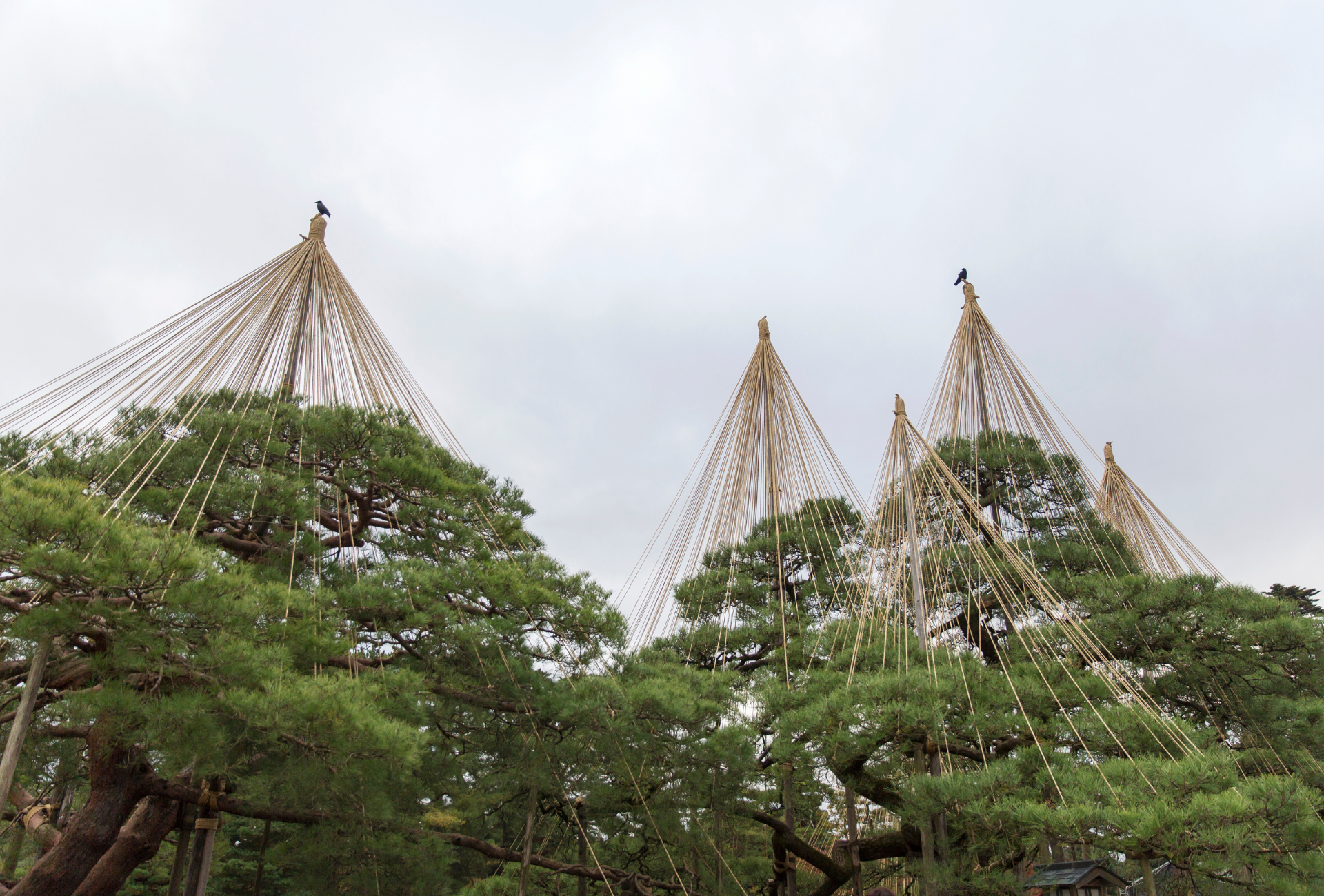 Estructuras de yukitsuri protegiendo los árboles en Kanazawa en invierno