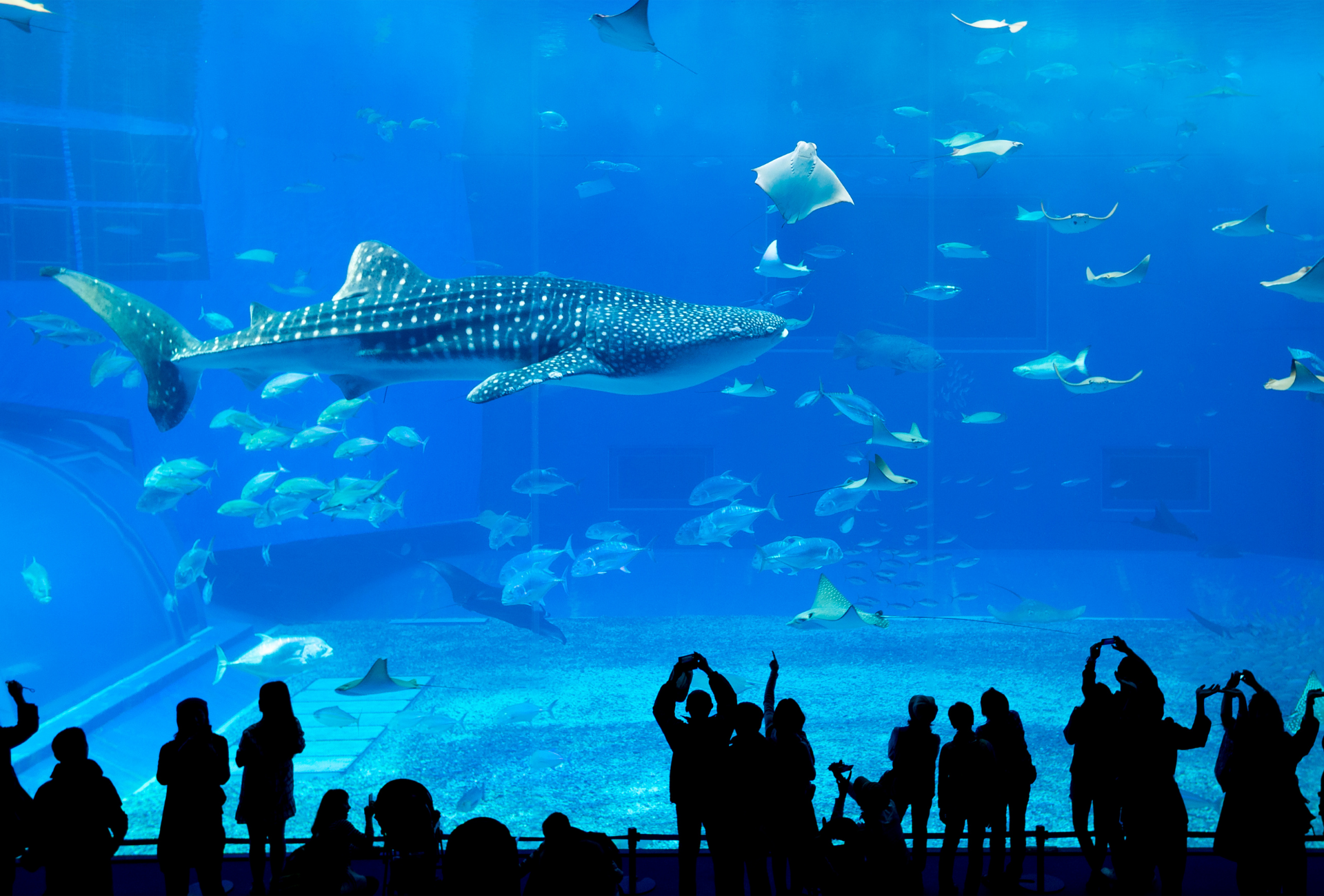 Acuario Churaumi