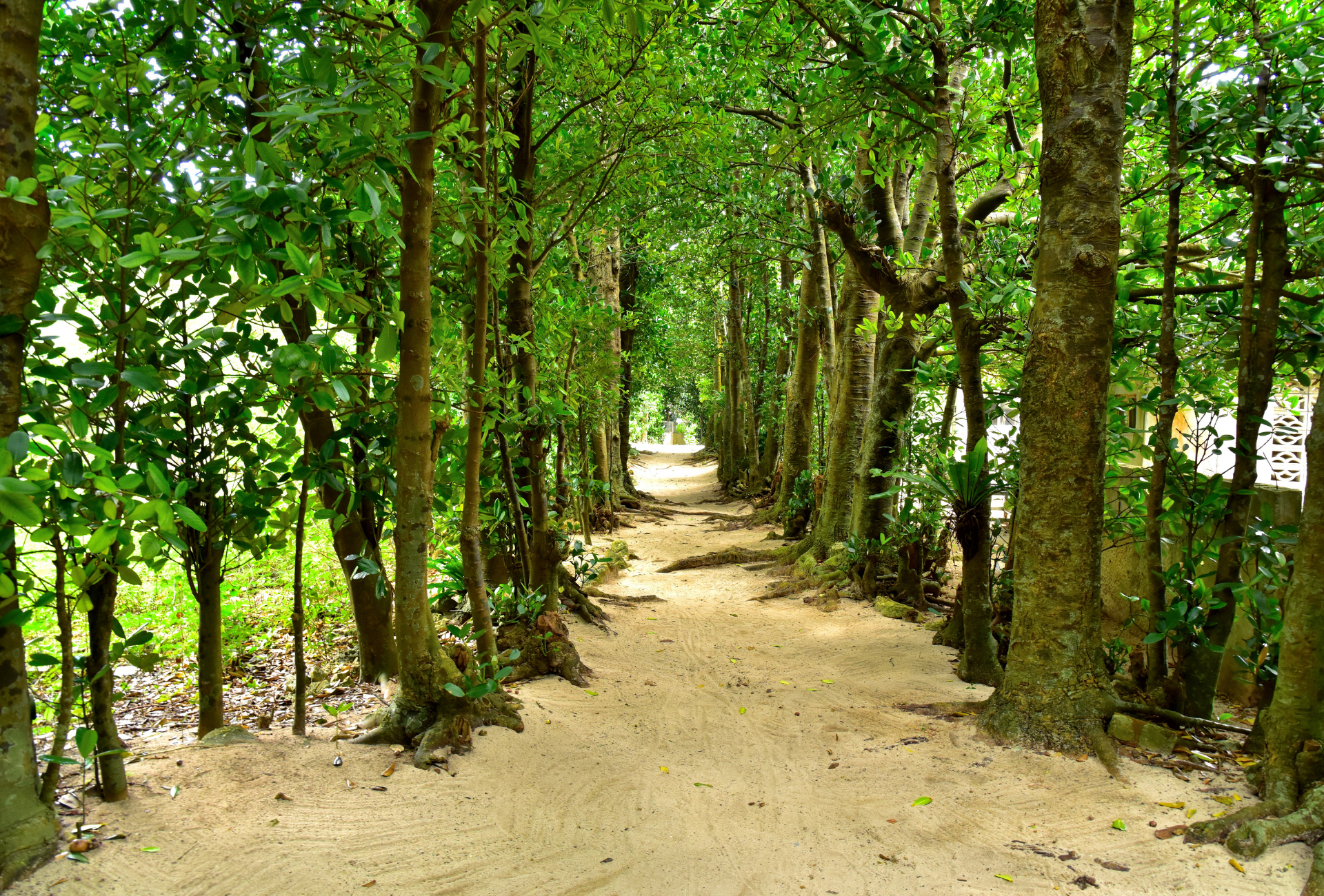 Camino de los Fukugi
