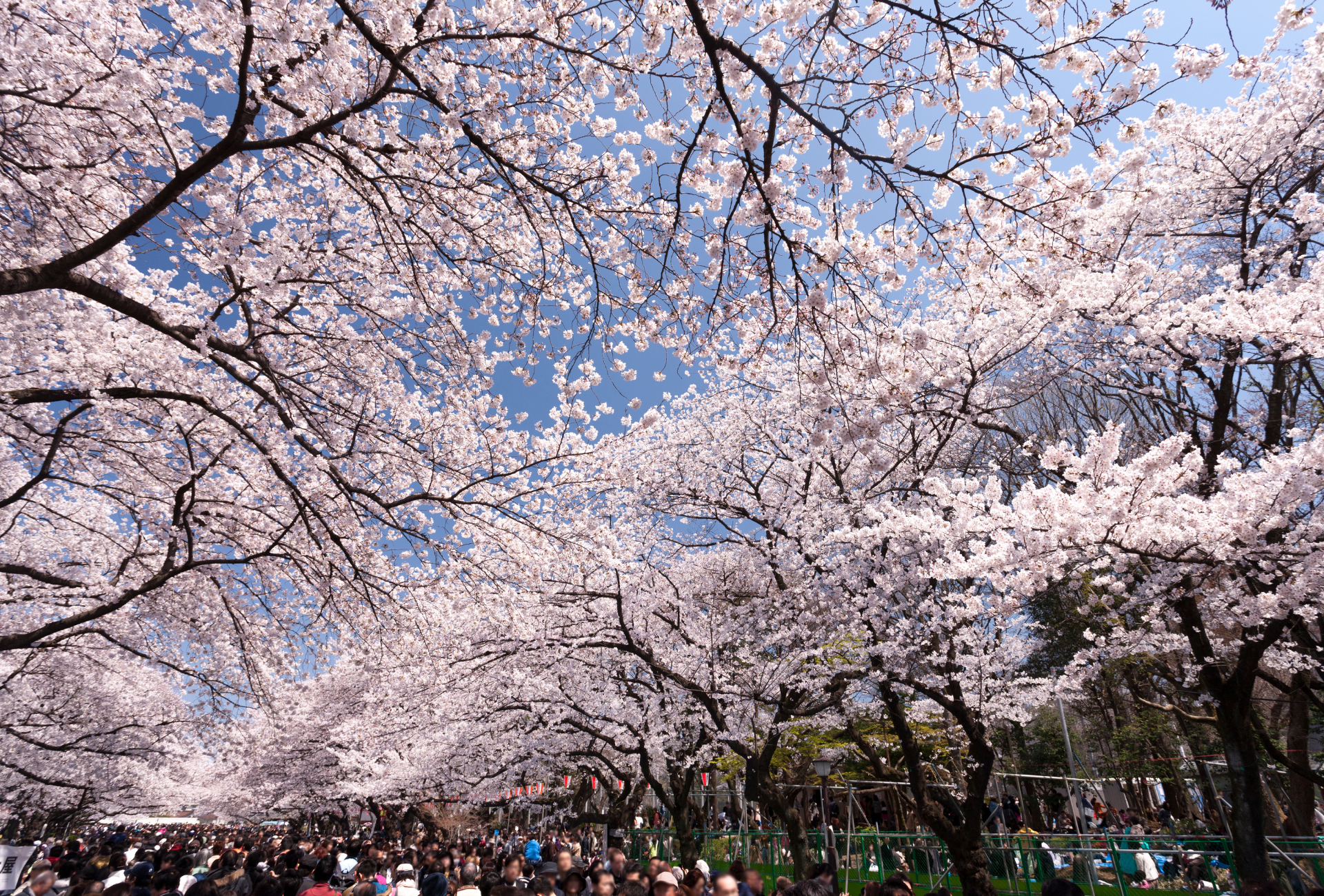 Cerezos en el parque Ueno de Tokio