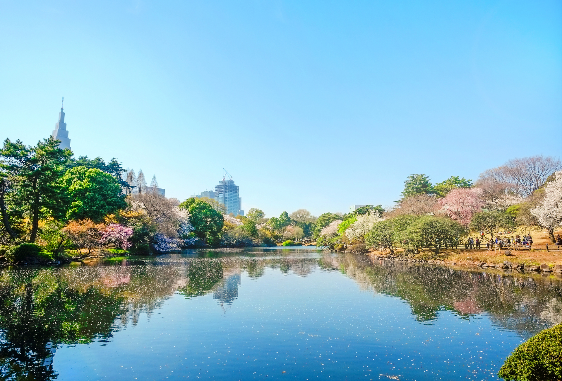 Cerezos en el parque Shinjuku Gyoen de Tokio