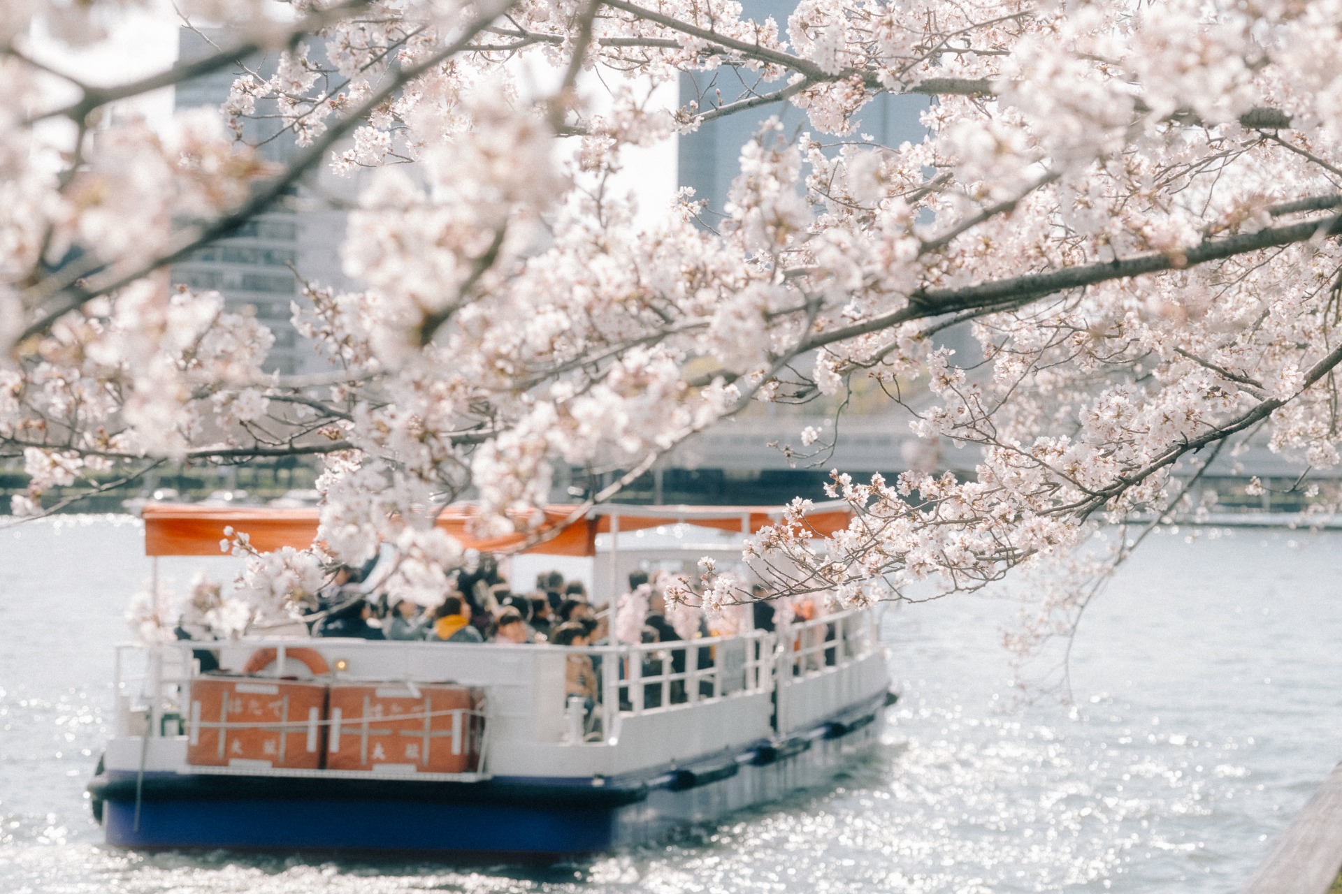 Paseo en barco por el río Okawa en Osaka durante el sakura