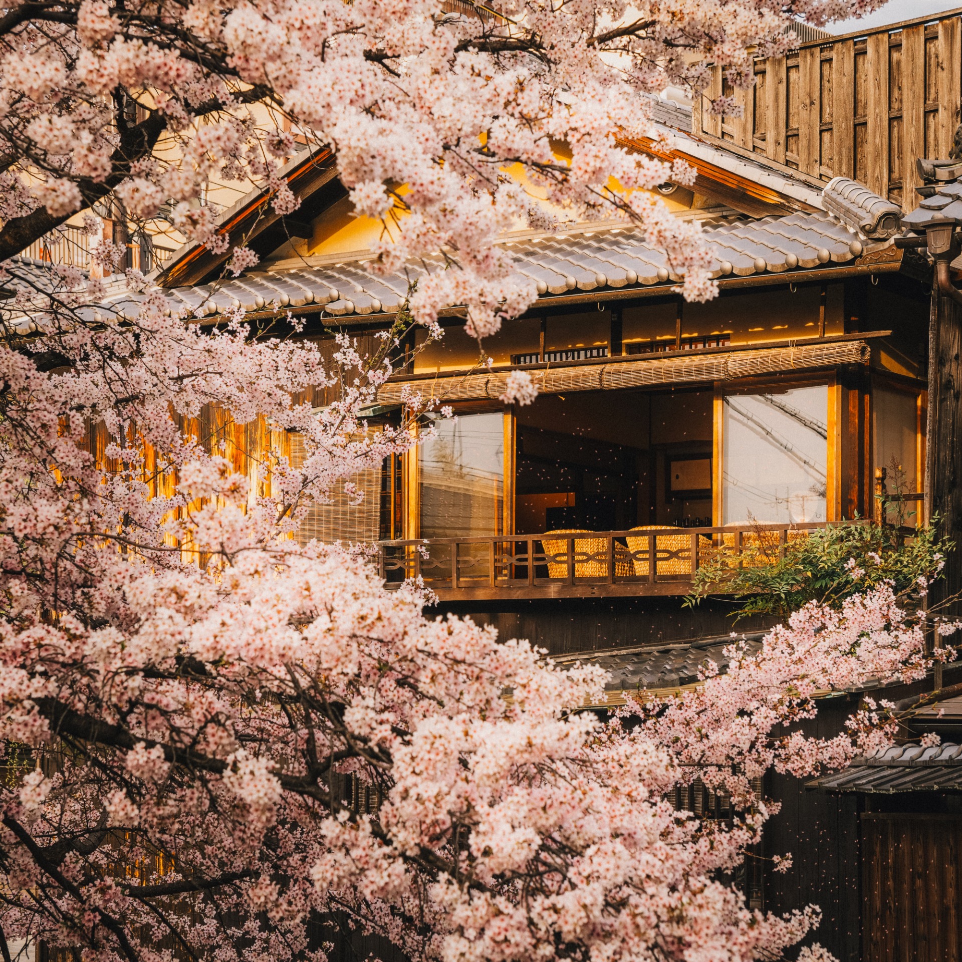 Casa tradicional de madera en Kioto rodeada de cerezos 