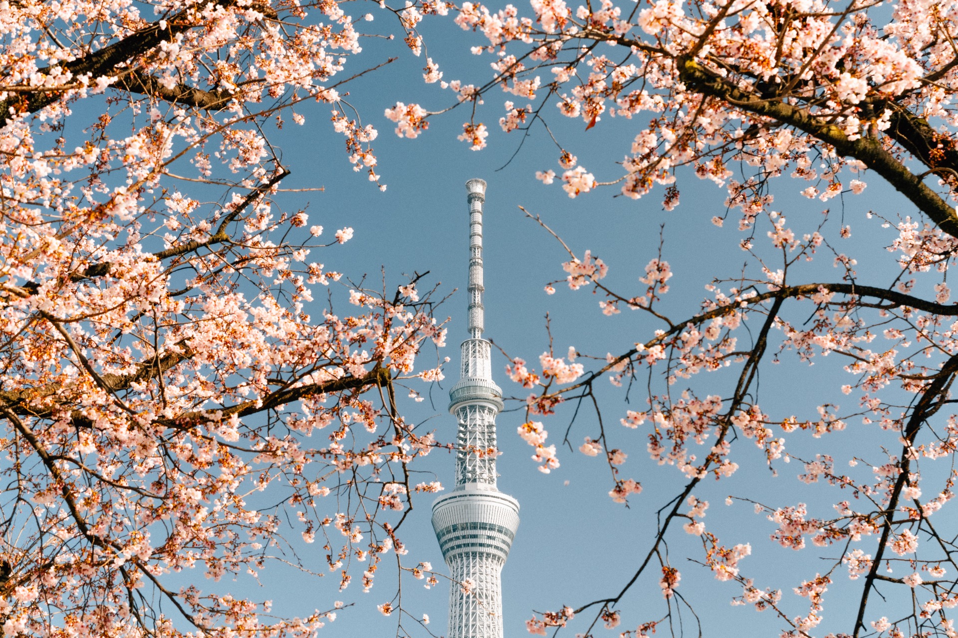 Tokyo Skytree entre el Sakura