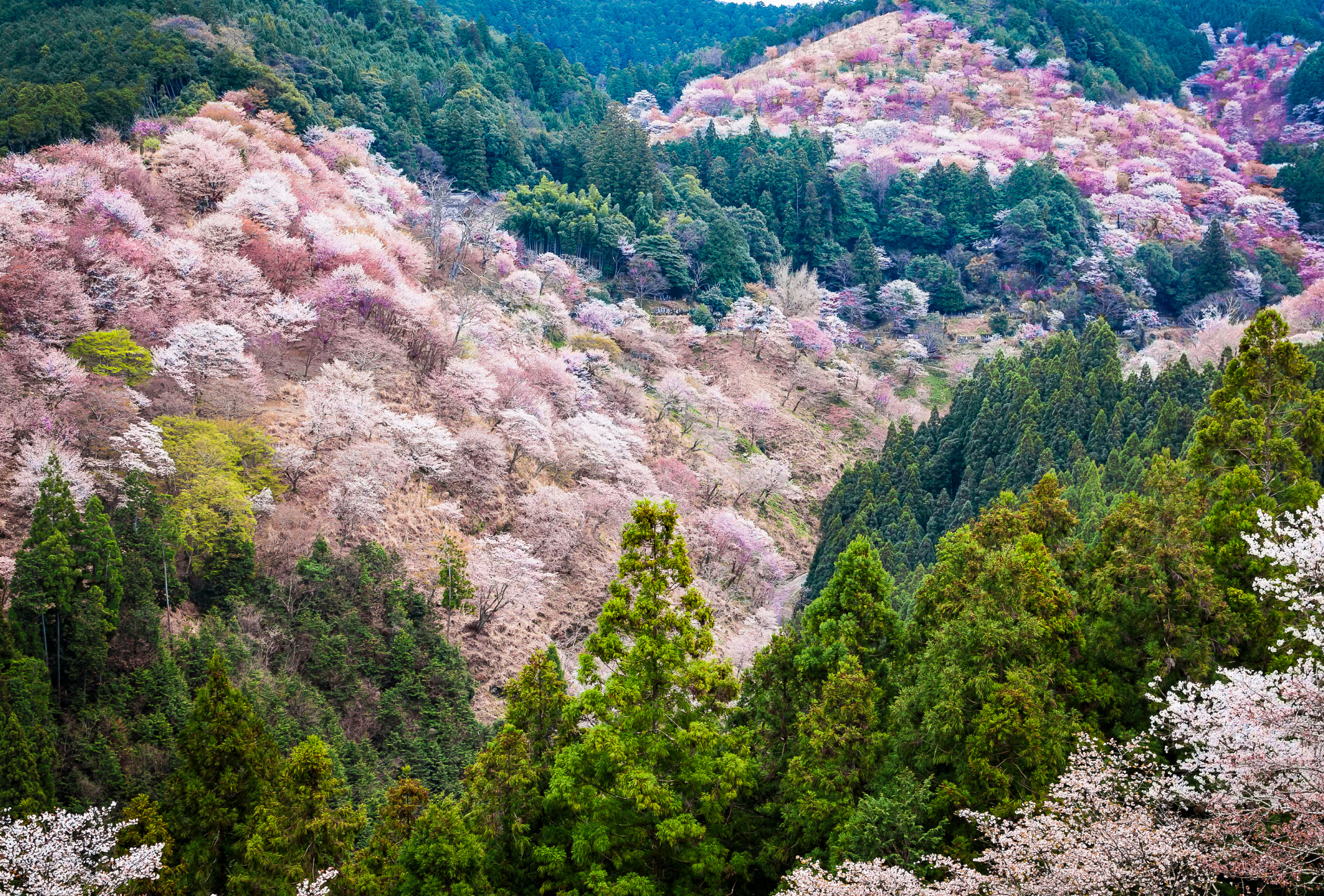 Vista del monte Yoshino con los cerezos en flor