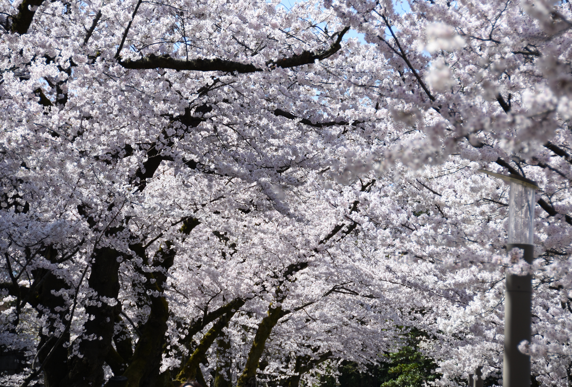 Sendero cubierto de cerezos en flor durante el sakura en Kanazawa