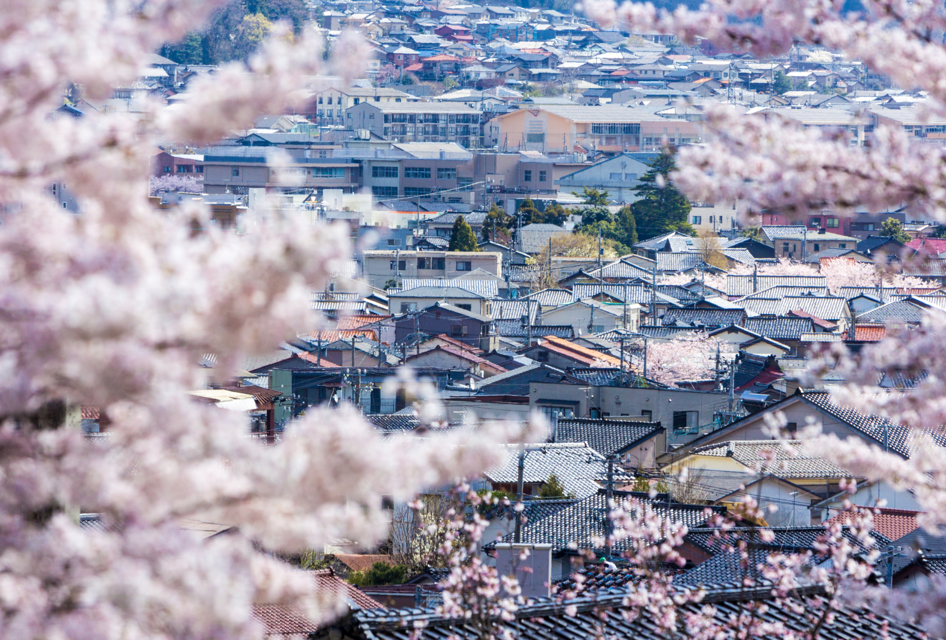 Vista de Kanazawa con cerezos en flor en primavera