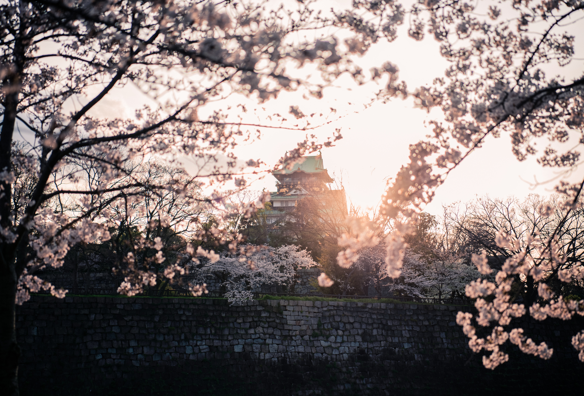 Castillo de Osaka en primavera enmarcado por cerezos en flor