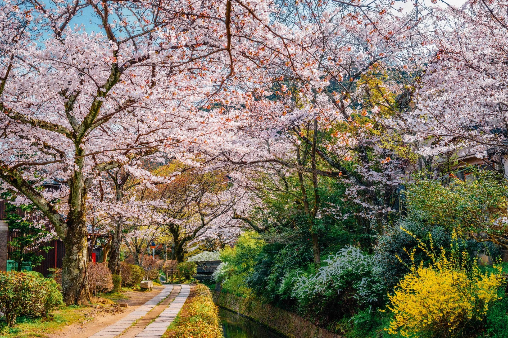 El camino del filósofo de Kioto bajo los cerezos en flor