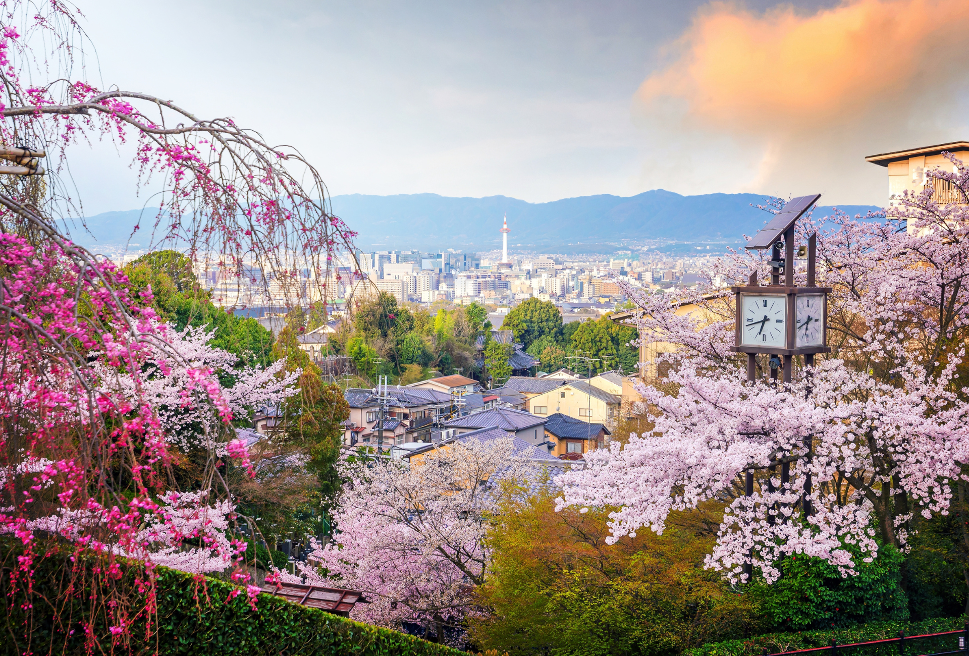Vistas de la ciudad de Kioto entre los cerezos