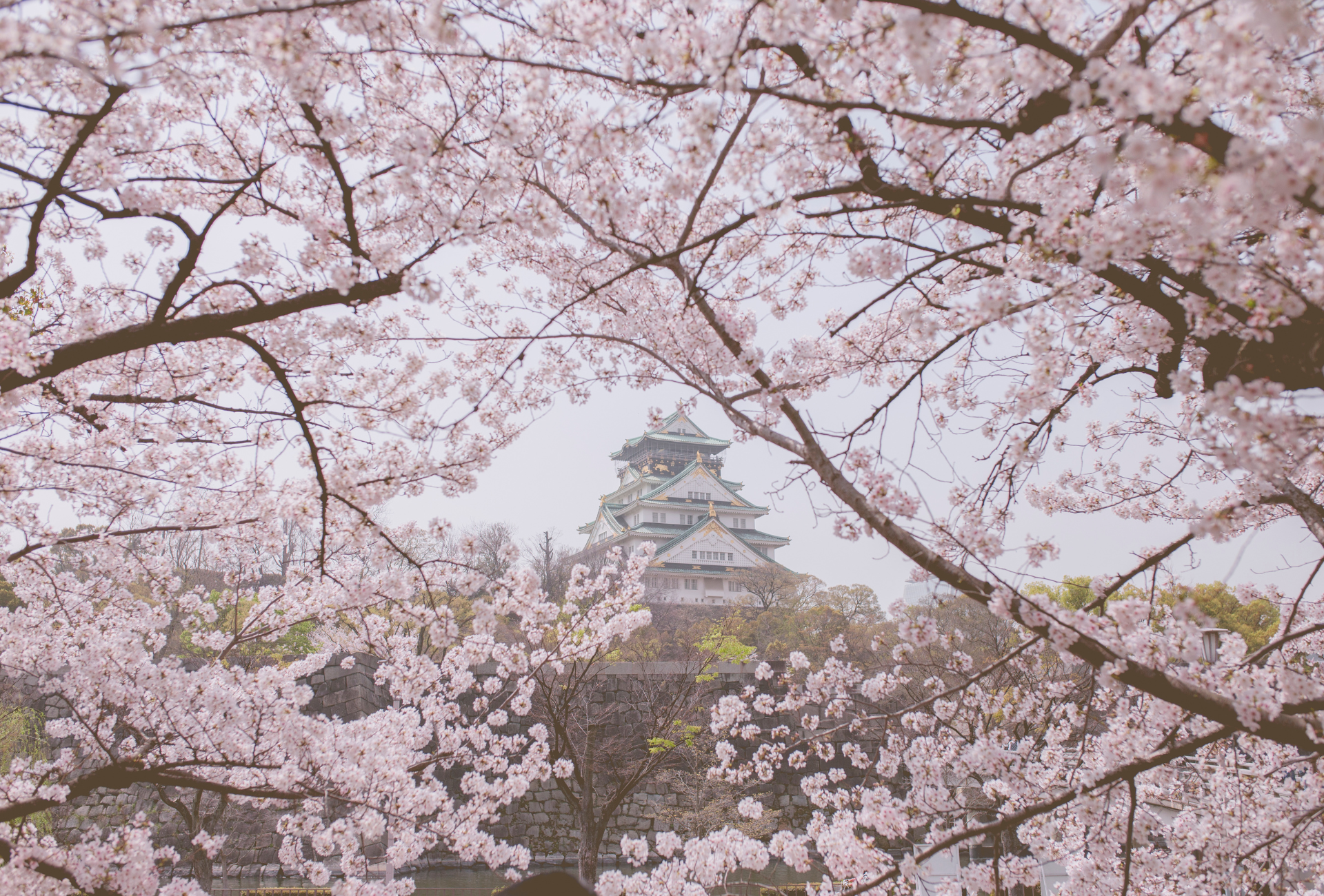 El castillo de Osaka entre los colores del sakura