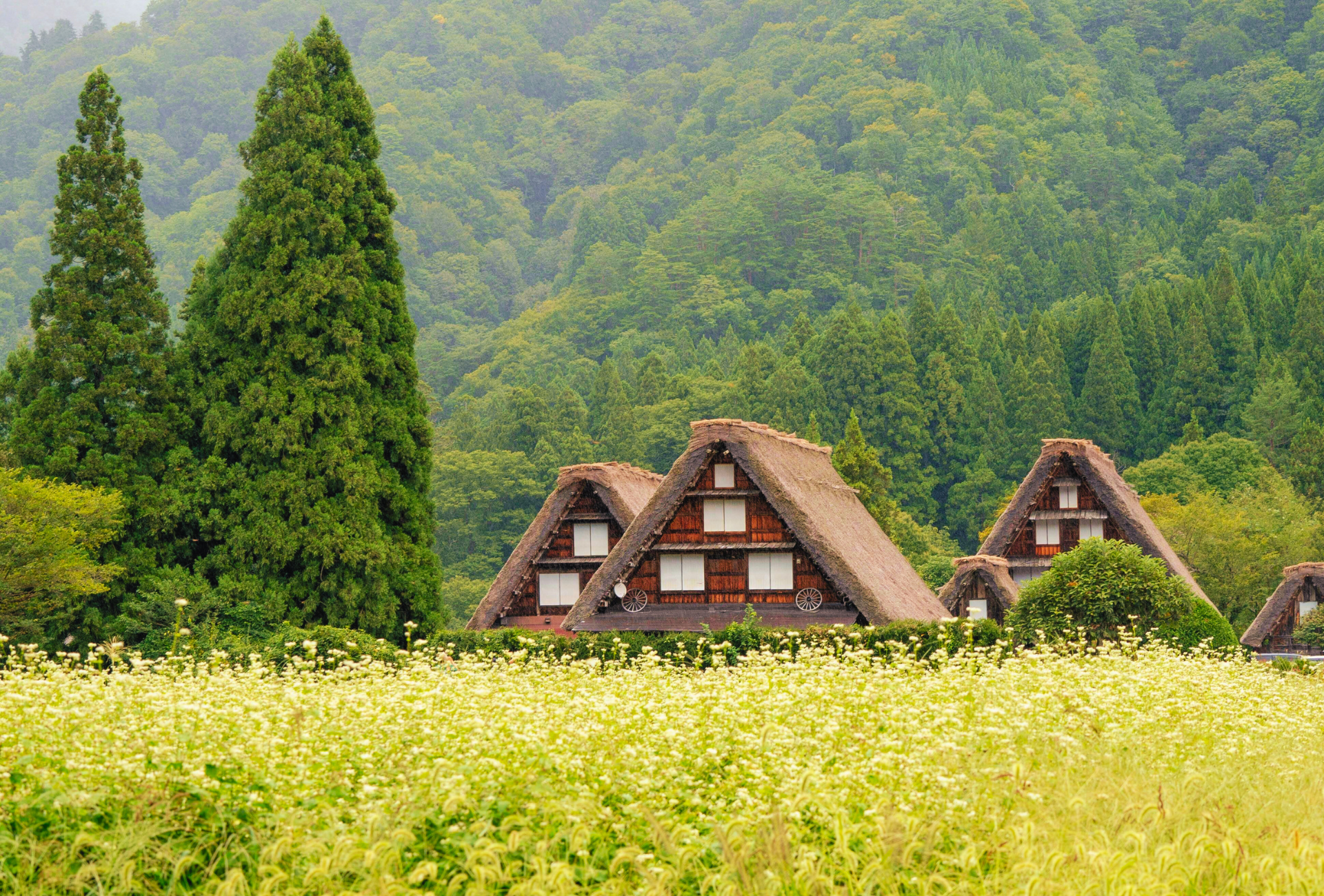 Casas gassho-zukuri en Shirakawago