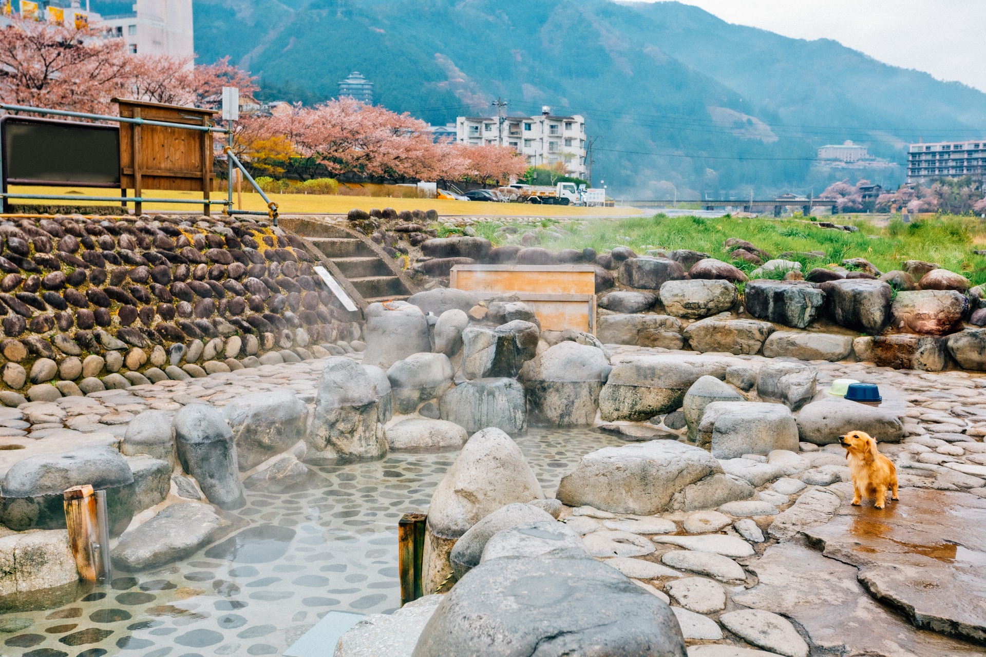 Onsen al aire libre en Gero con cerezos en flor