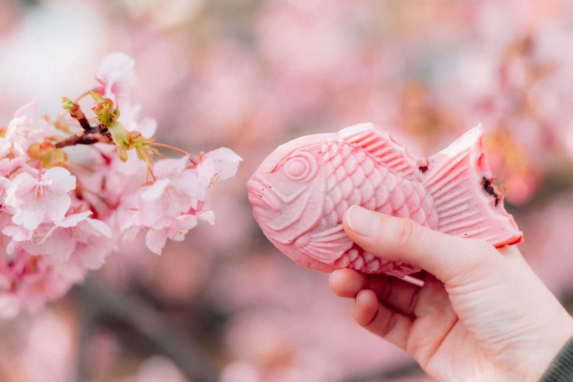 Una versión rosa del clásico Taiyaki junto a un cerezo en flor
