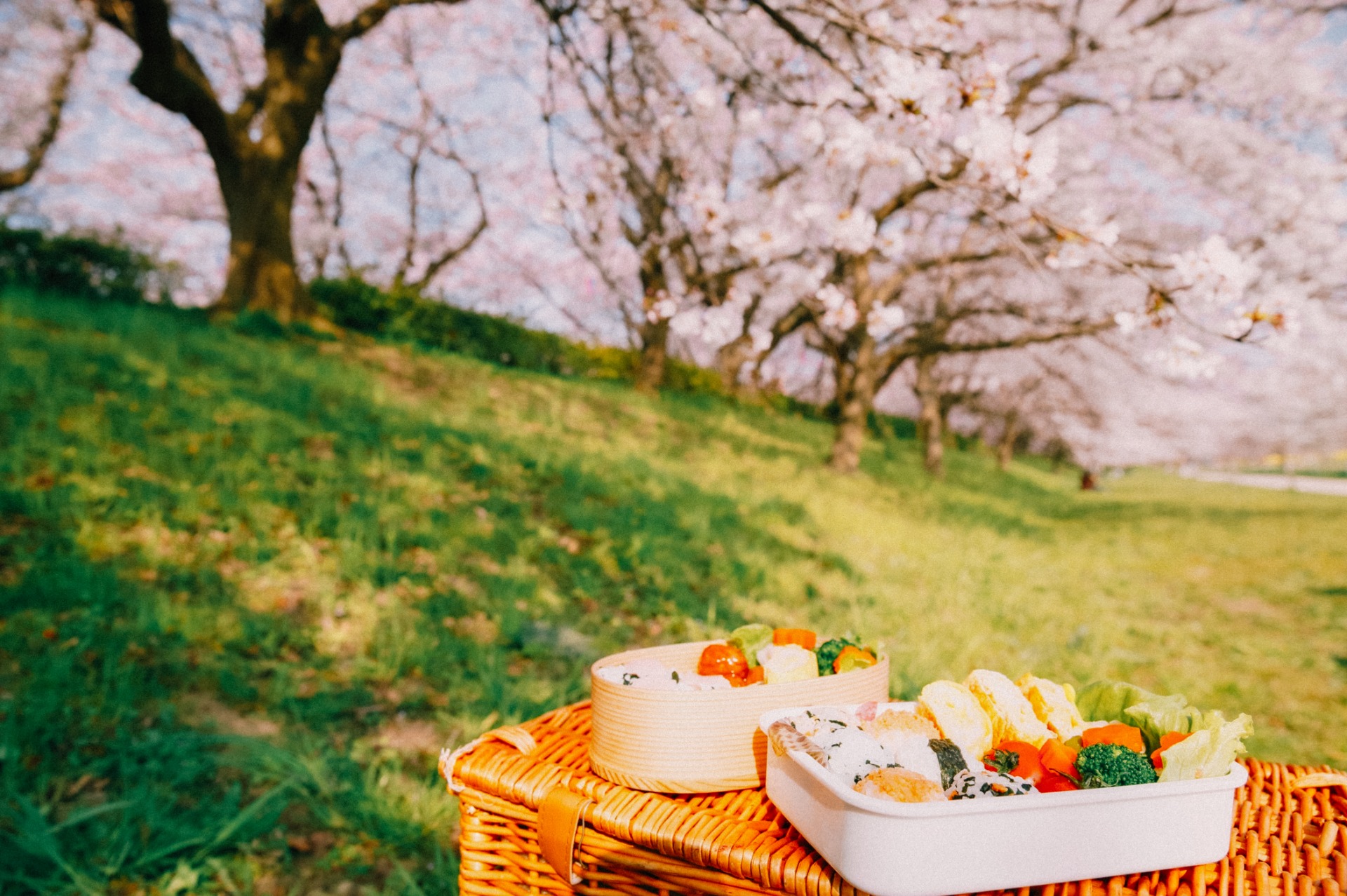 Dos fiambreras con comida durante el hanami