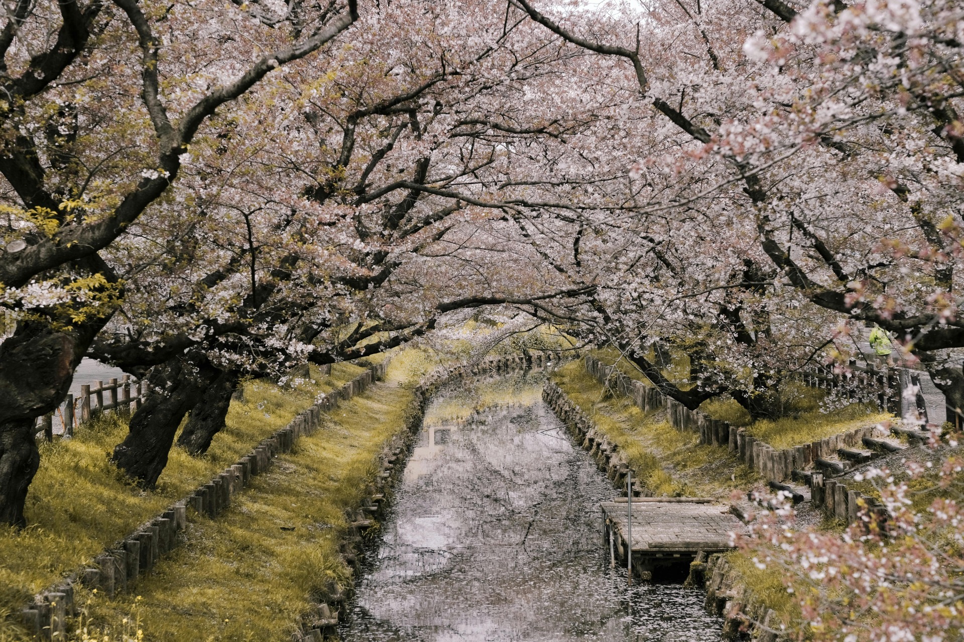 Vista de los cerezos en flor sobre el agua