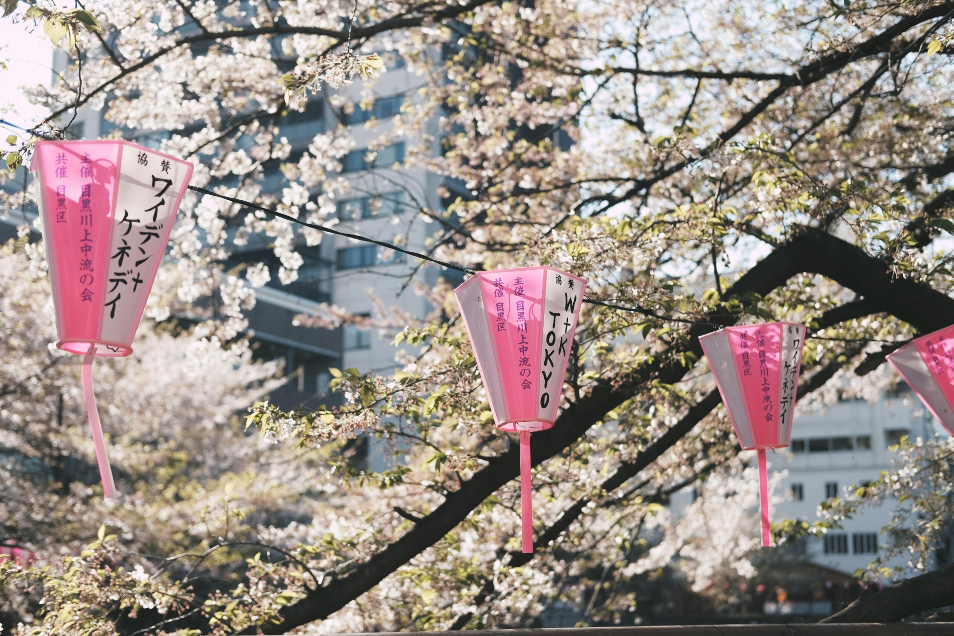 Detalle de los cerezos en flor en Tokio