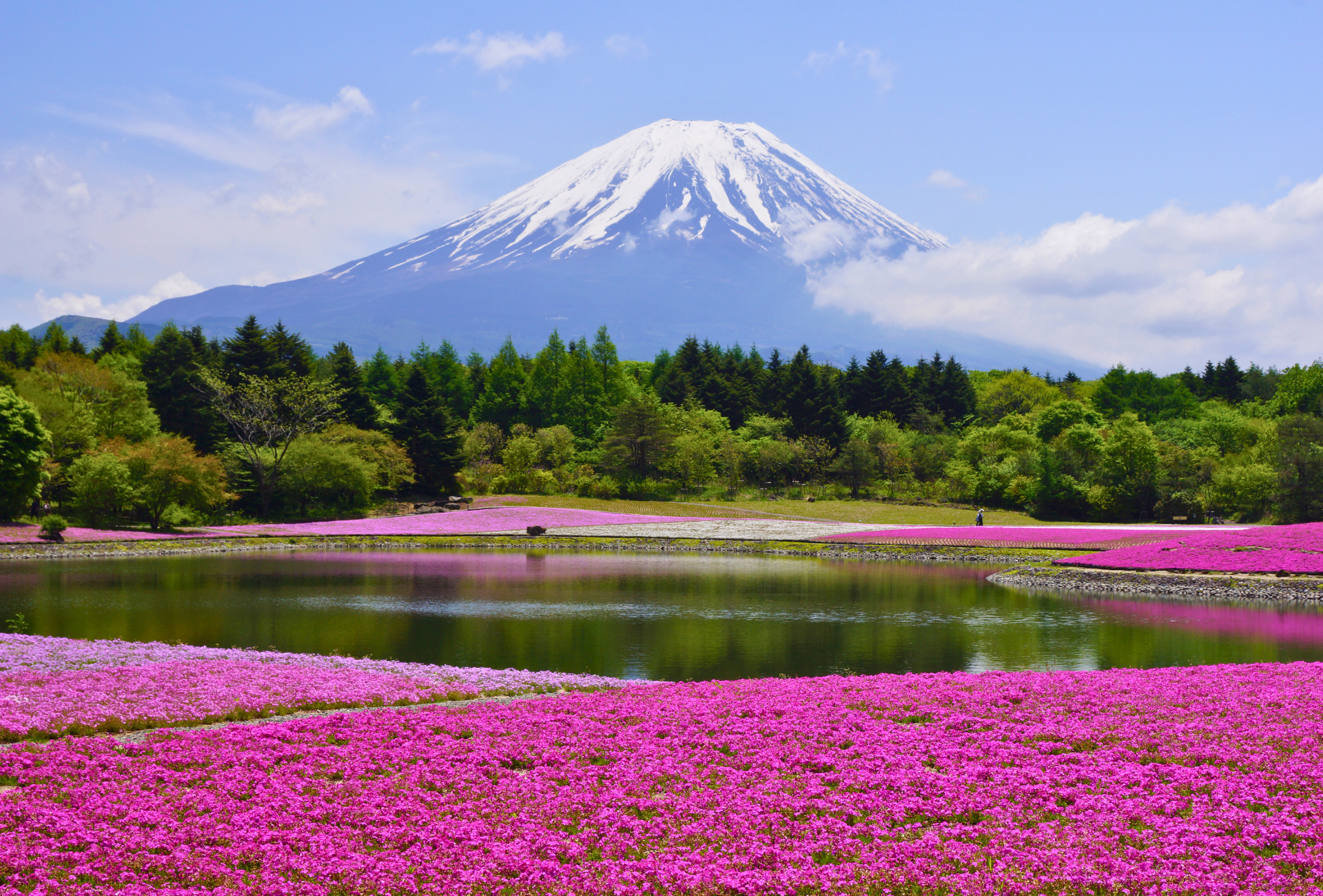 Vistas del fuji durante el Shibazakura Festival
