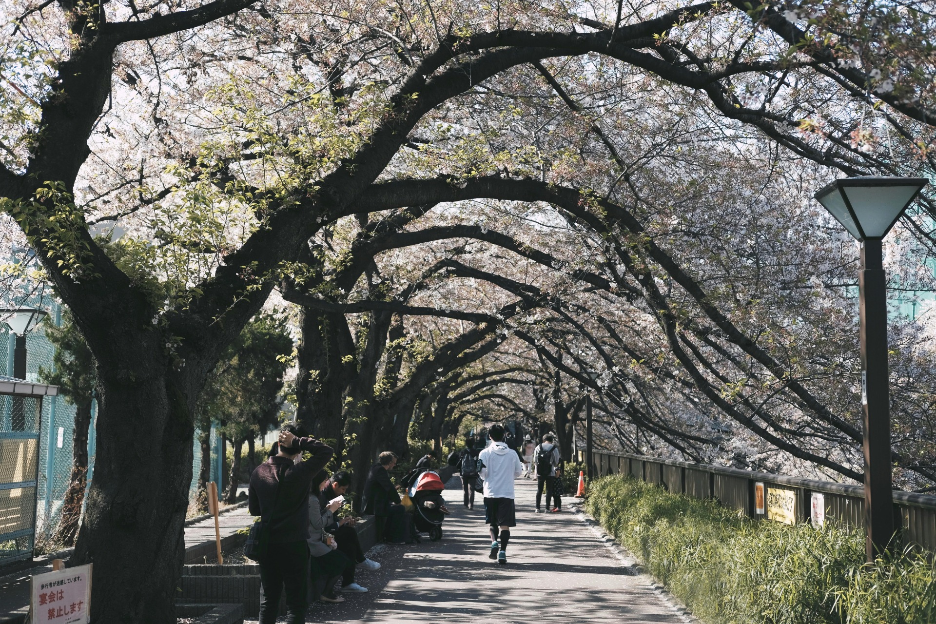 Un instante de la vida cotidiana bajo los cerezos en flor