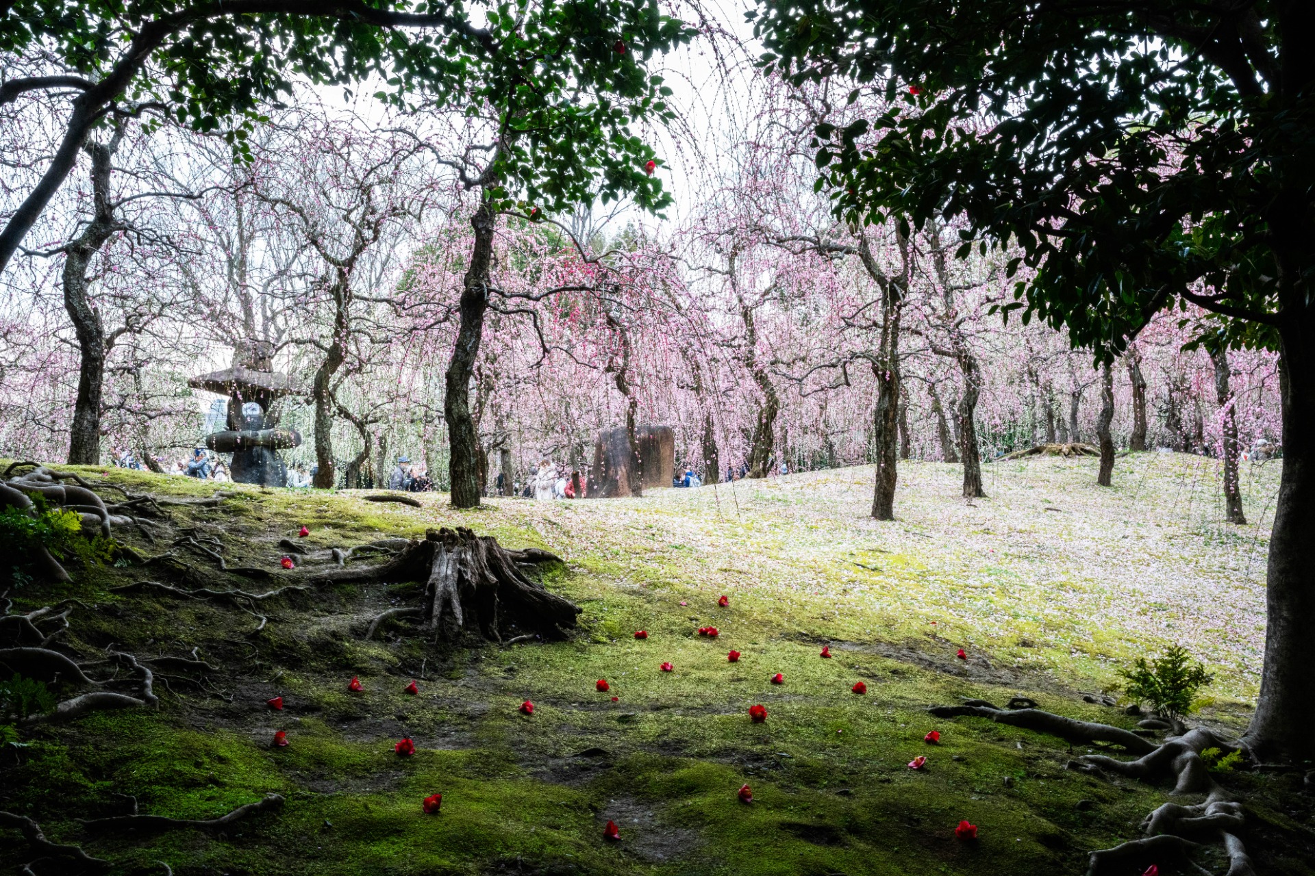 Vista de la vegetación en un jardín japonés